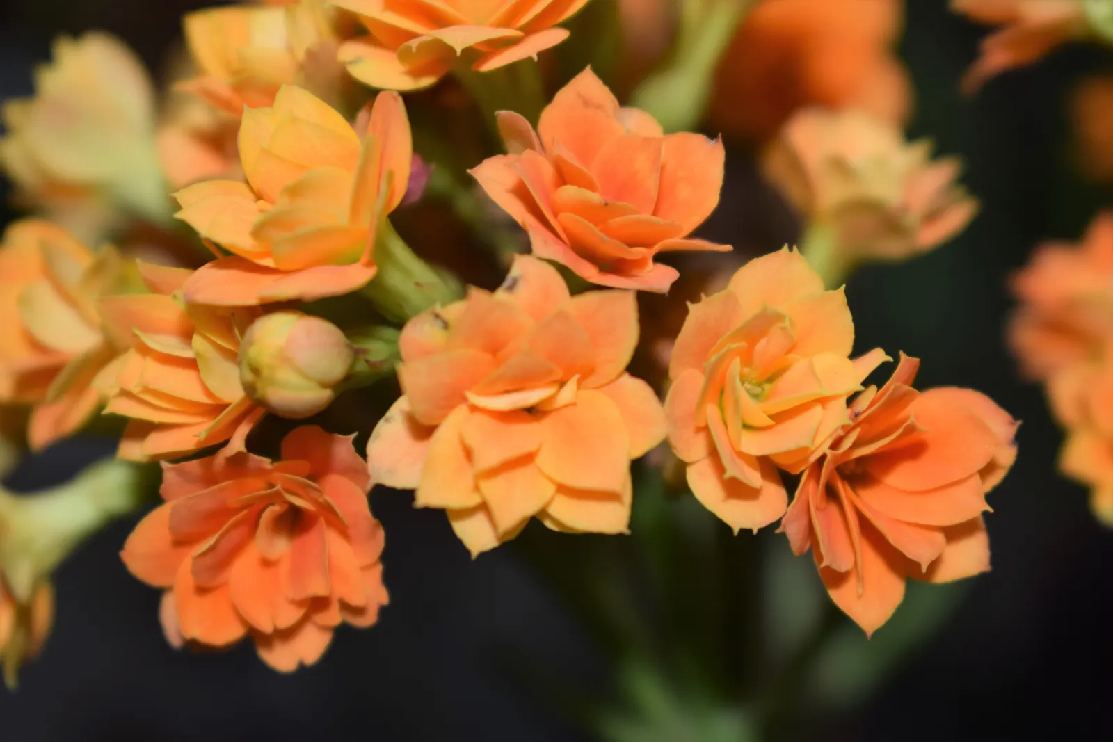 Kalanchoe (Kalanchoe Blossfeldiana) — making it an excellent choice for a low-maintenance pop of color in a garden design; minimal watering is required