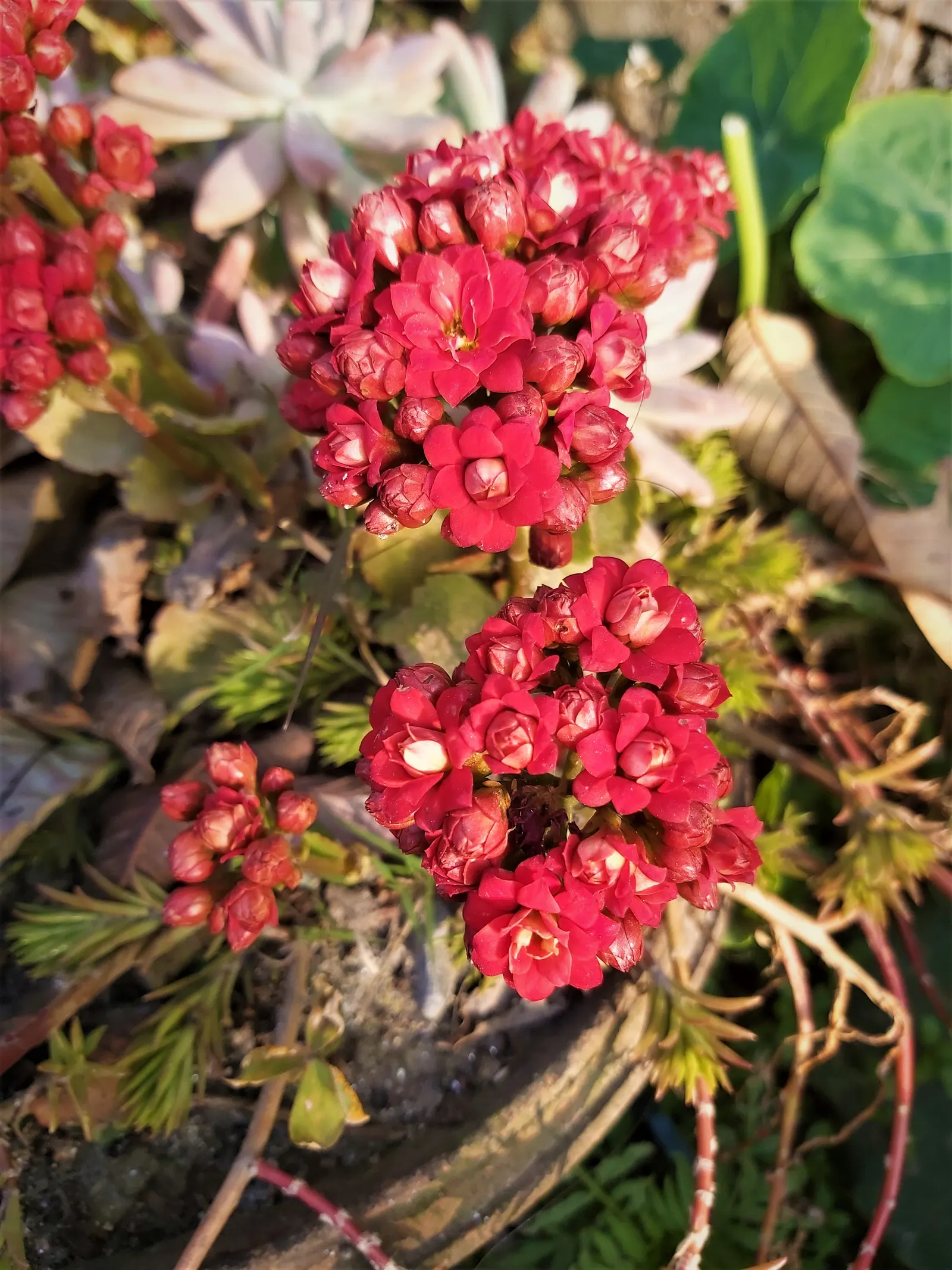 Kalanchoe (Kalanchoe Blossfeldiana) — Typically 6-18 inches tall with a spread of 6-12 inches, it is suitable for container gardening; its ease of, image 129