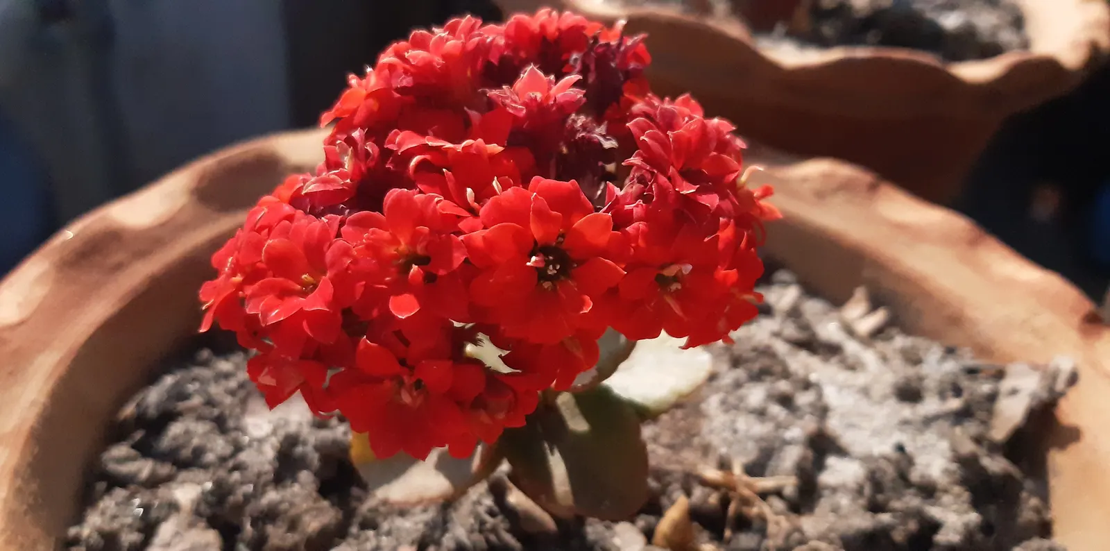 Kalanchoe (Kalanchoe Blossfeldiana) — Optimal in Zones 10-12, it thrives in well-drained soil and full to partial sunlight; often with scalloped, image 128
