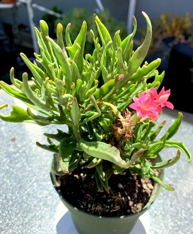 Kalanchoe (Kalanchoe Blossfeldiana) — evergreen succulent known for its resilient nature and showy blooms; often with scalloped edges, image 134