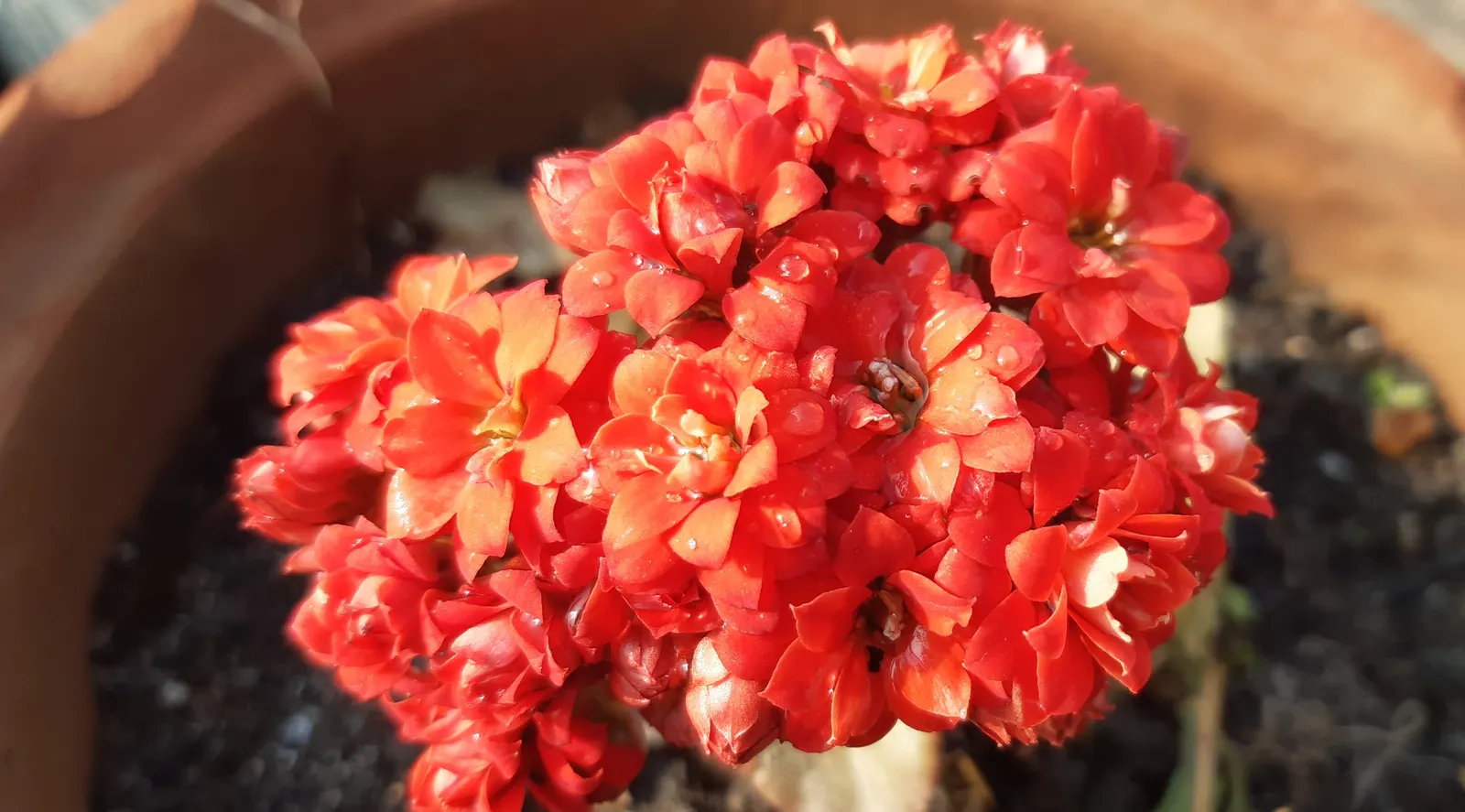 Kalanchoe (Kalanchoe Blossfeldiana) — Deadheading promotes longevity of the bloom period; often with scalloped edges