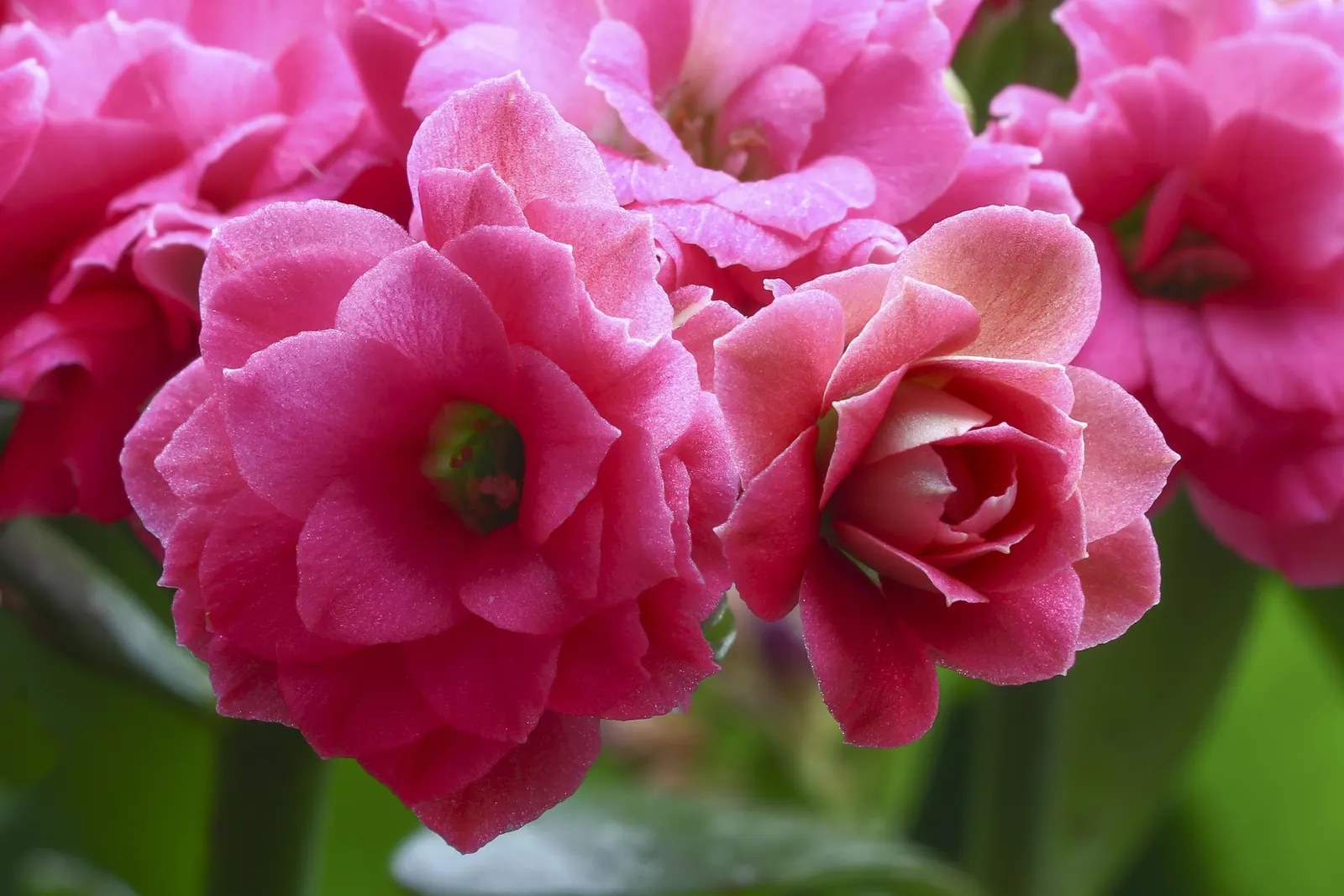 Kalanchoe (Kalanchoe Blossfeldiana) — Deadheading promotes longevity of the bloom period; often with scalloped edges, image 89