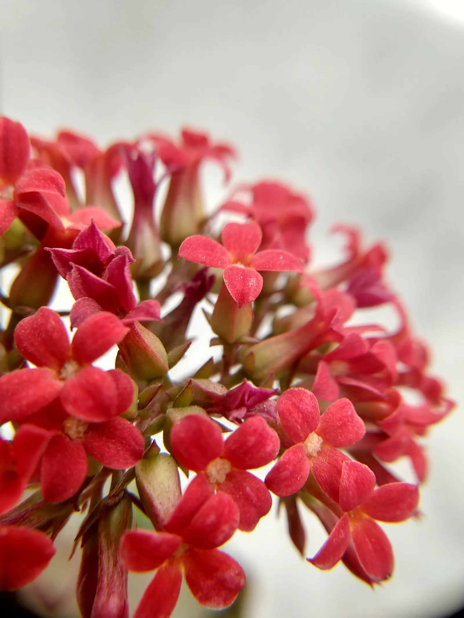 Kalanchoe (Kalanchoe Blossfeldiana) — This plant typically reaches a modest height of 6 to 18 inches with a similar spread; its ease of care and colorful