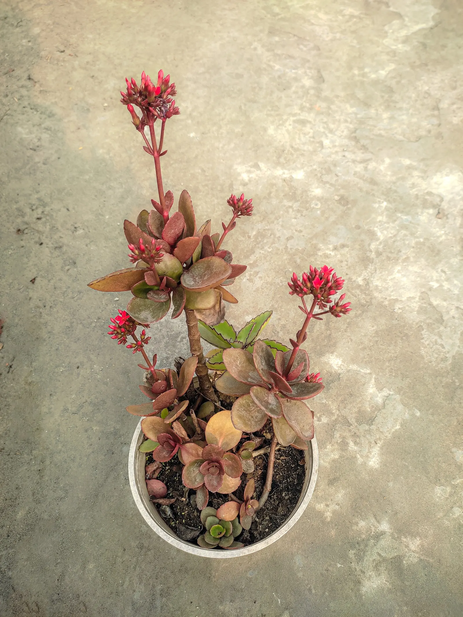 Kalanchoe (Kalanchoe Blossfeldiana) — a common issue in wet conditions; often with scalloped edges, image 161