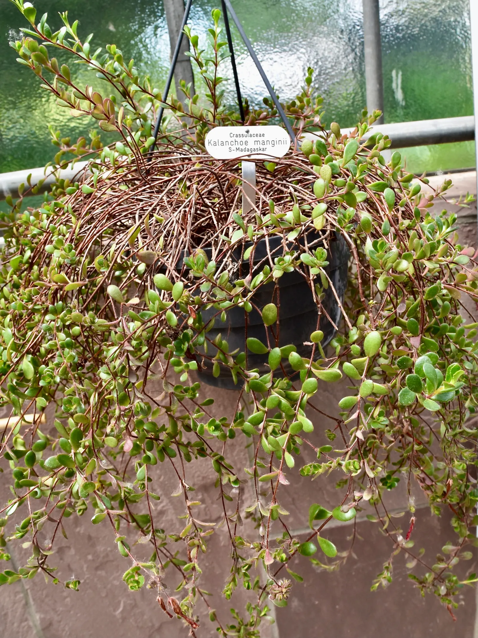 Kalanchoe (Kalanchoe Blossfeldiana) — a common issue in wet conditions; often with scalloped edges, image 182