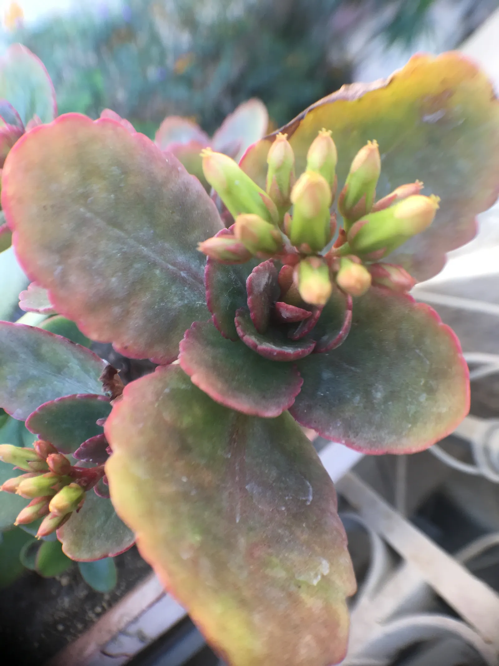 Kalanchoe (Kalanchoe Blossfeldiana) — or as a splash of color in rock gardens; often with scalloped edges, image 101