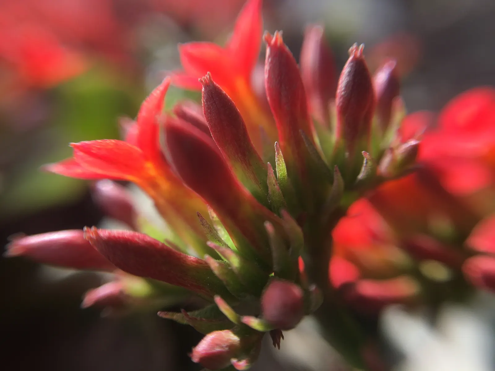 Kalanchoe (Kalanchoe Blossfeldiana) — This succulent enjoys bright; its ease of care and colorful disposition are sure to make it a charming asset, image 120