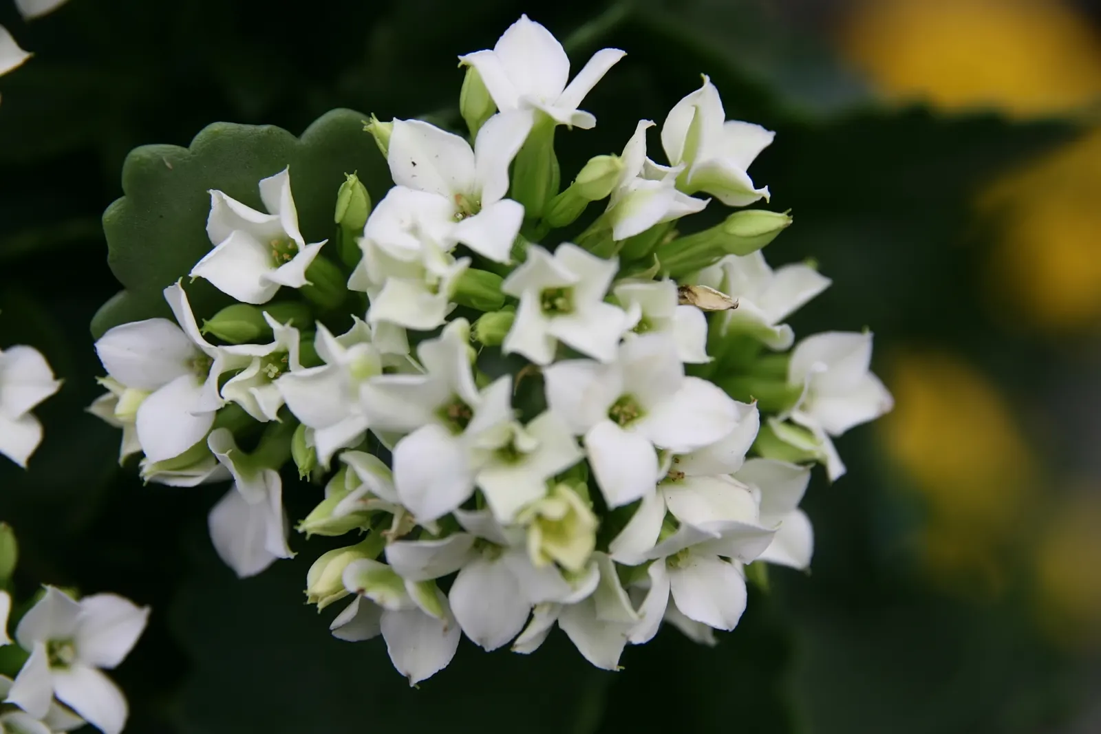 Kalanchoe (Kalanchoe Blossfeldiana) — perennial with red blooms; often with scalloped edges, image 62