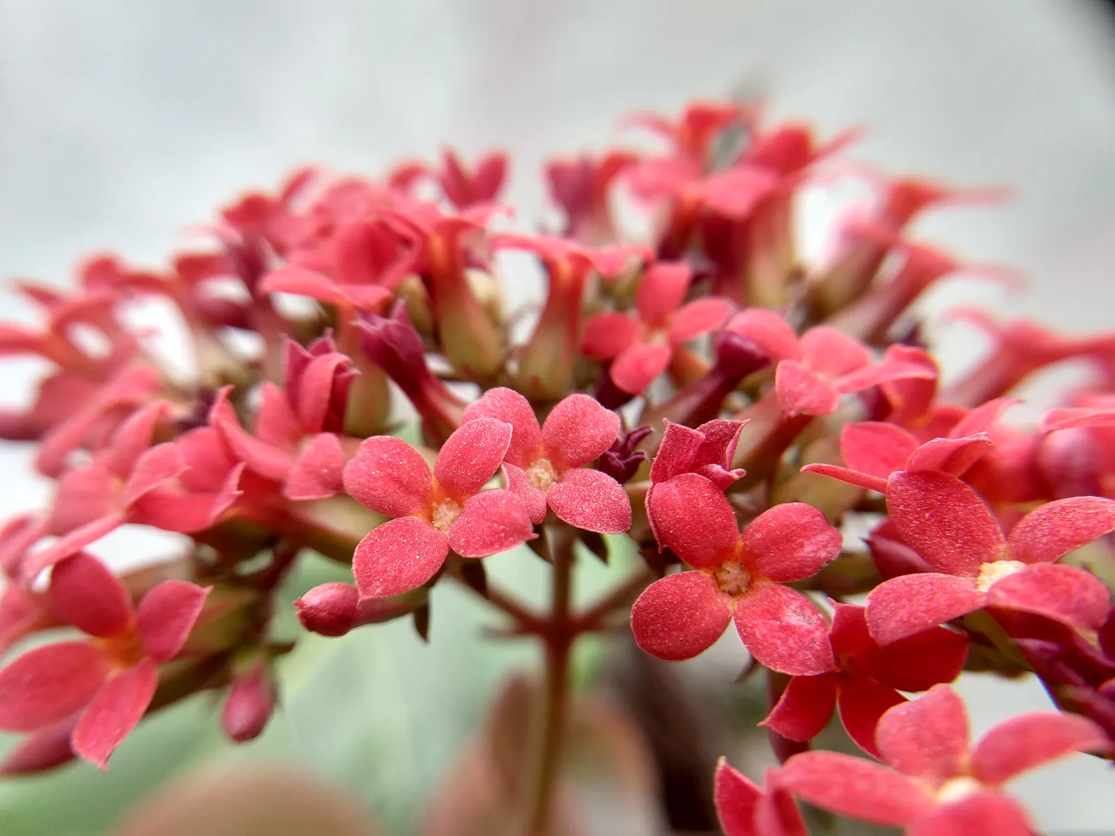 Kalanchoe (Kalanchoe Blossfeldiana) — commonly known as Kalanchoe or Flaming Katy; minimal watering is required, image 91