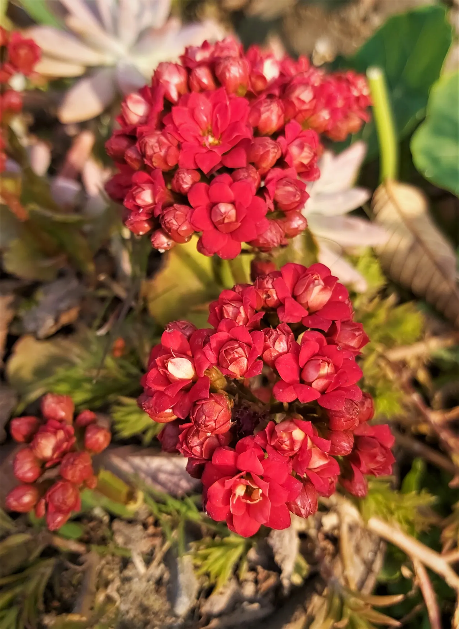 Kalanchoe (Kalanchoe Blossfeldiana) — consider it for border accents; minimal watering is required, image 163