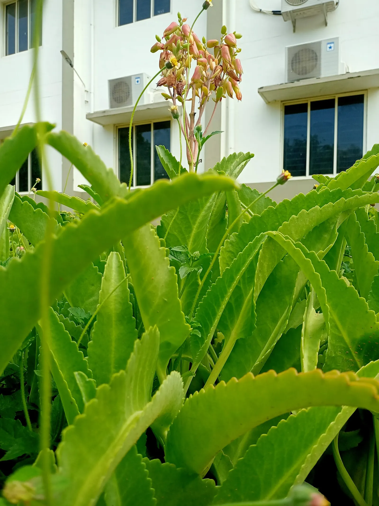 Kalanchoe (Kalanchoe Blossfeldiana) — Typically 6-18 inches tall with a spread of 6-12 inches, it is suitable for container gardening; its ease of, image 150