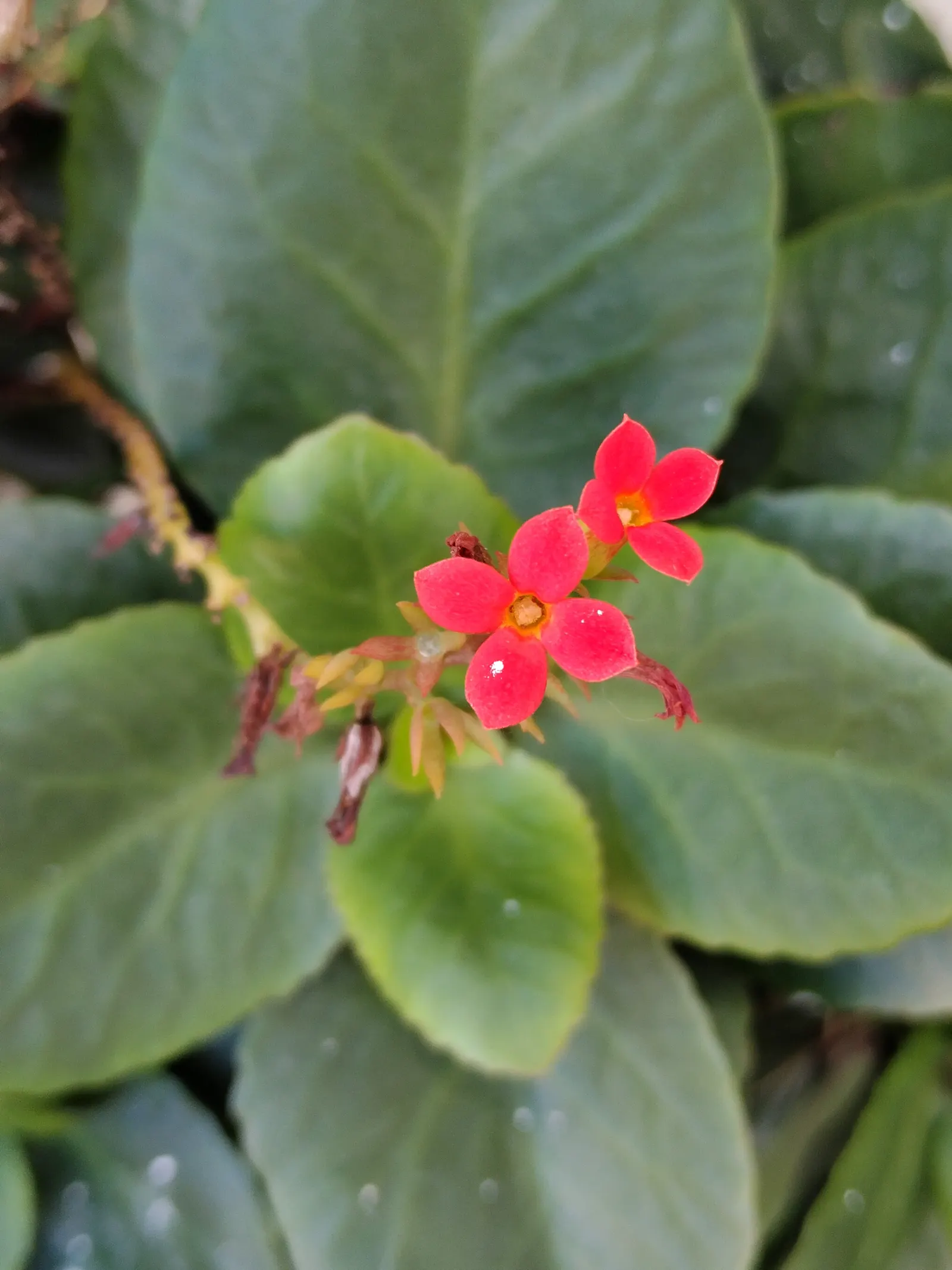 Kalanchoe (Kalanchoe Blossfeldiana) — These blossoms can appear throughout the year but are most prolific during late winter to spring