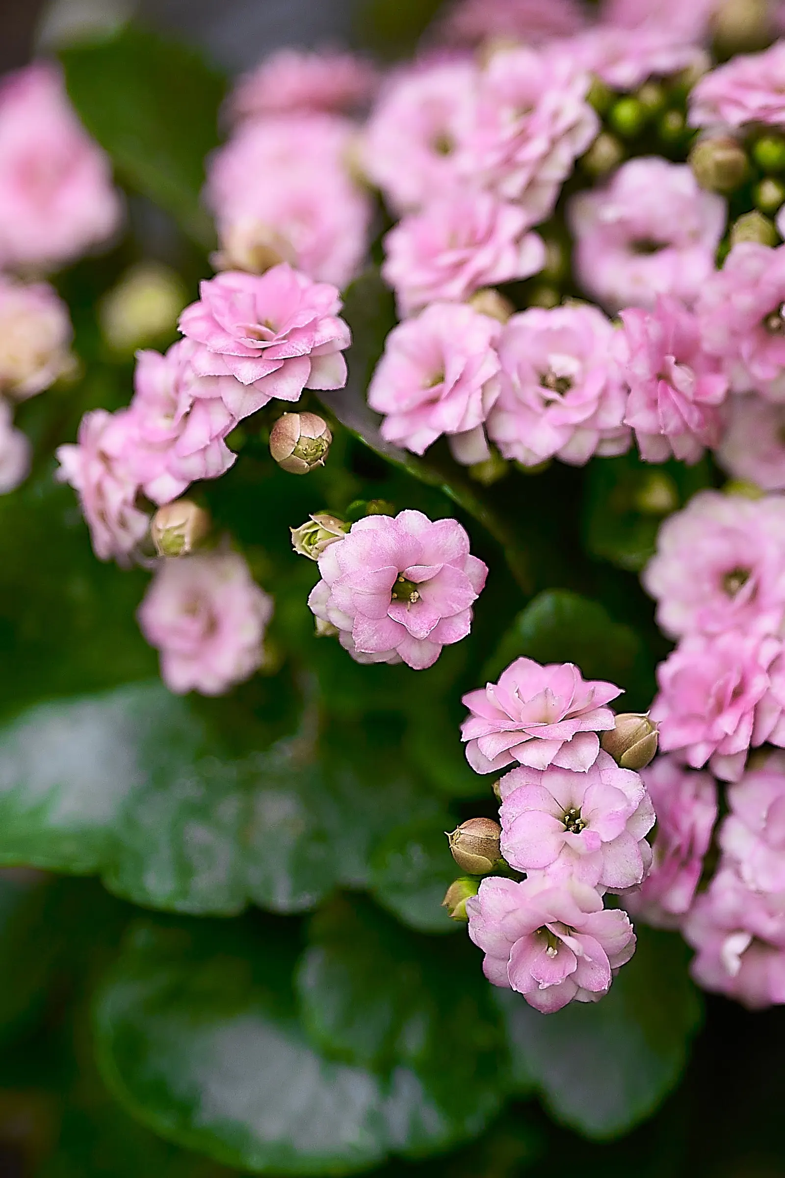 Kalanchoe (Kalanchoe Blossfeldiana) — Typically 6-18 inches tall with a spread of 6-12 inches, it is suitable for container gardening; its ease of, image 45