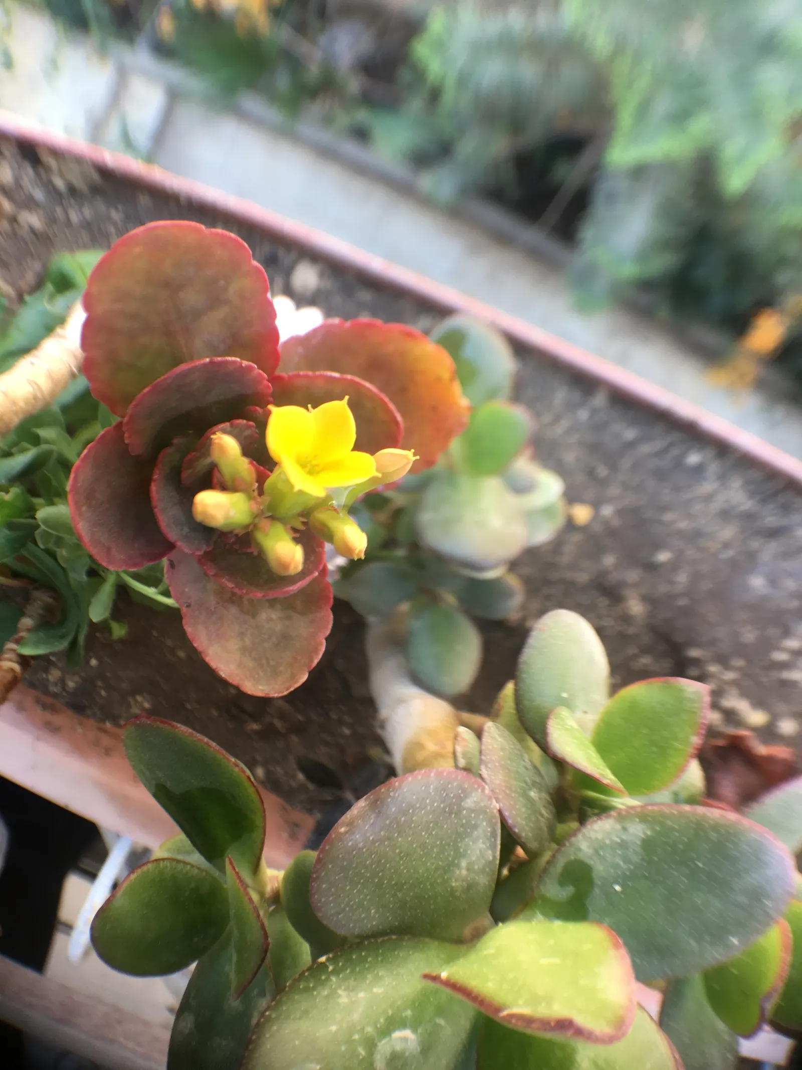 Kalanchoe (Kalanchoe Blossfeldiana) — perennial with red blooms; often with scalloped edges, image 104