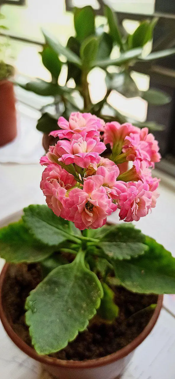 Kalanchoe (Kalanchoe Blossfeldiana) — consider it for border accents; minimal watering is required, image 142