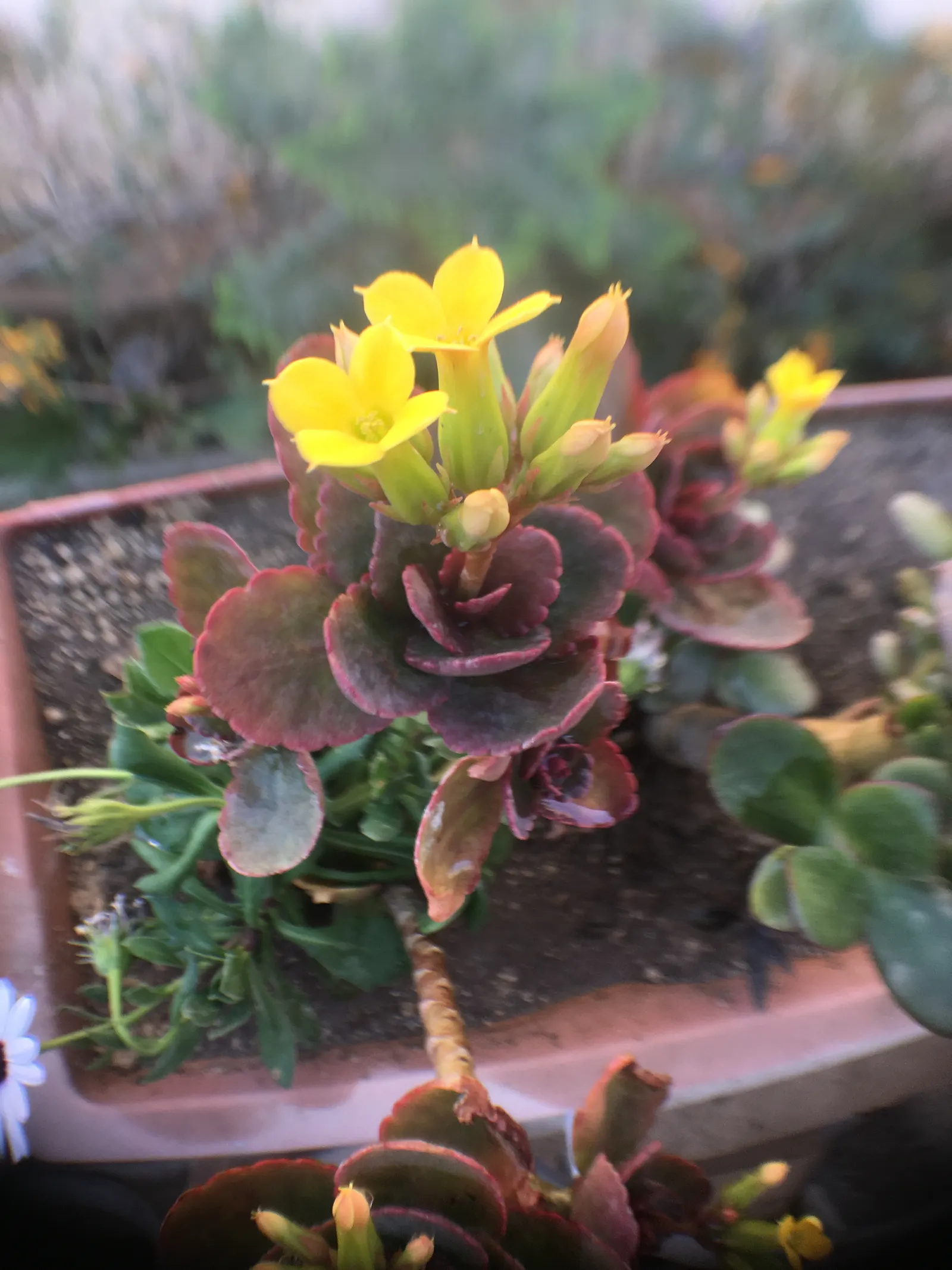 Kalanchoe (Kalanchoe Blossfeldiana) — Its ease of care and colorful disposition are sure to make it a charming asset to any client's garden, image 81