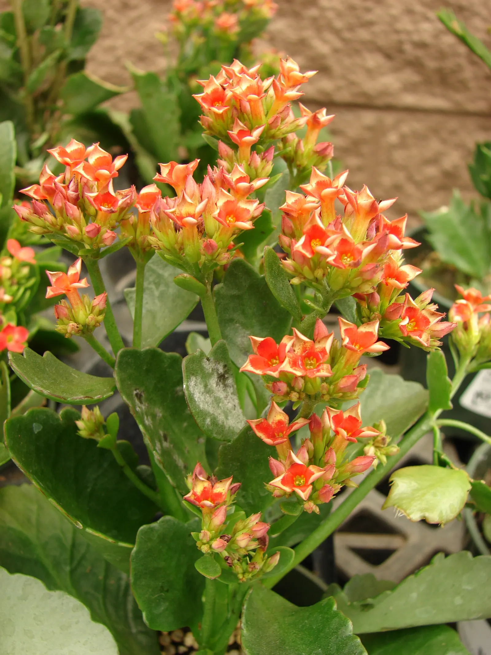 Kalanchoe (Kalanchoe Blossfeldiana) — These blossoms can appear throughout the year but are most prolific during late winter to spring; minimal, image 118