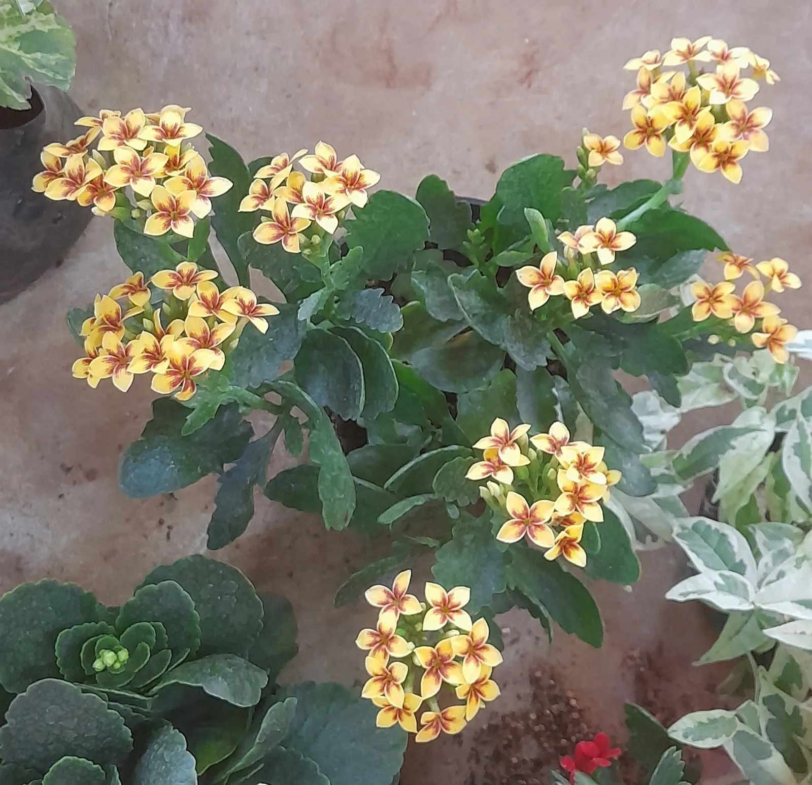 Kalanchoe (Kalanchoe Blossfeldiana) — commonly known as Kalanchoe or Flaming Katy; minimal watering is required, image 70