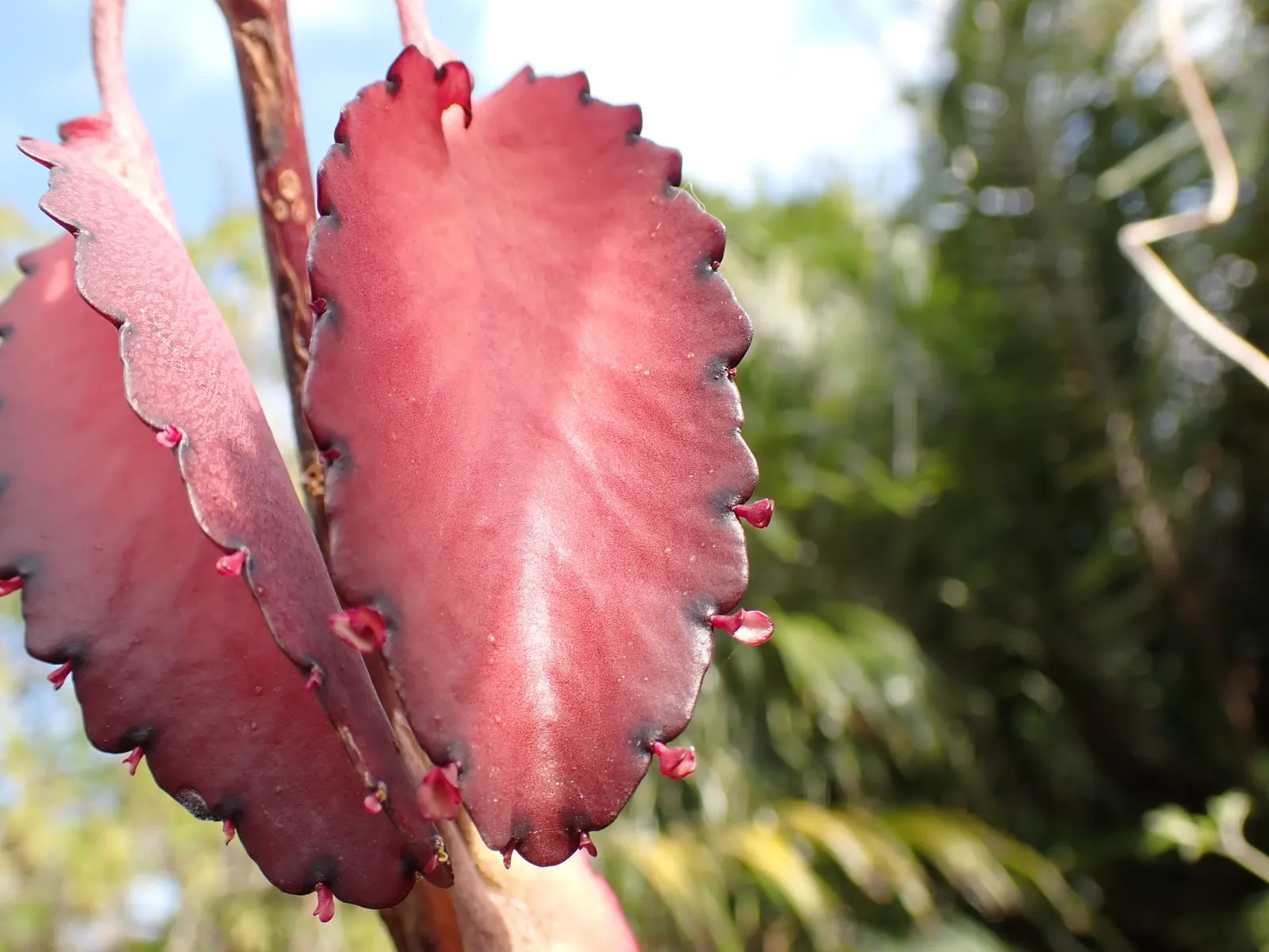 Kalanchoe (Kalanchoe Blossfeldiana) — Its ease of care and colorful disposition are sure to make it a charming asset to any client's garden, image 144