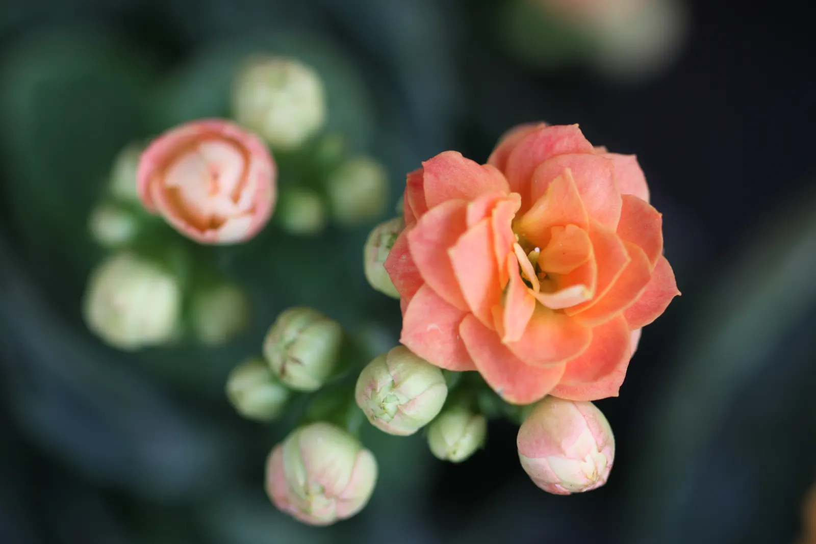 Kalanchoe (Kalanchoe Blossfeldiana) — commonly known as Kalanchoe or Flaming Katy; minimal watering is required, image 175