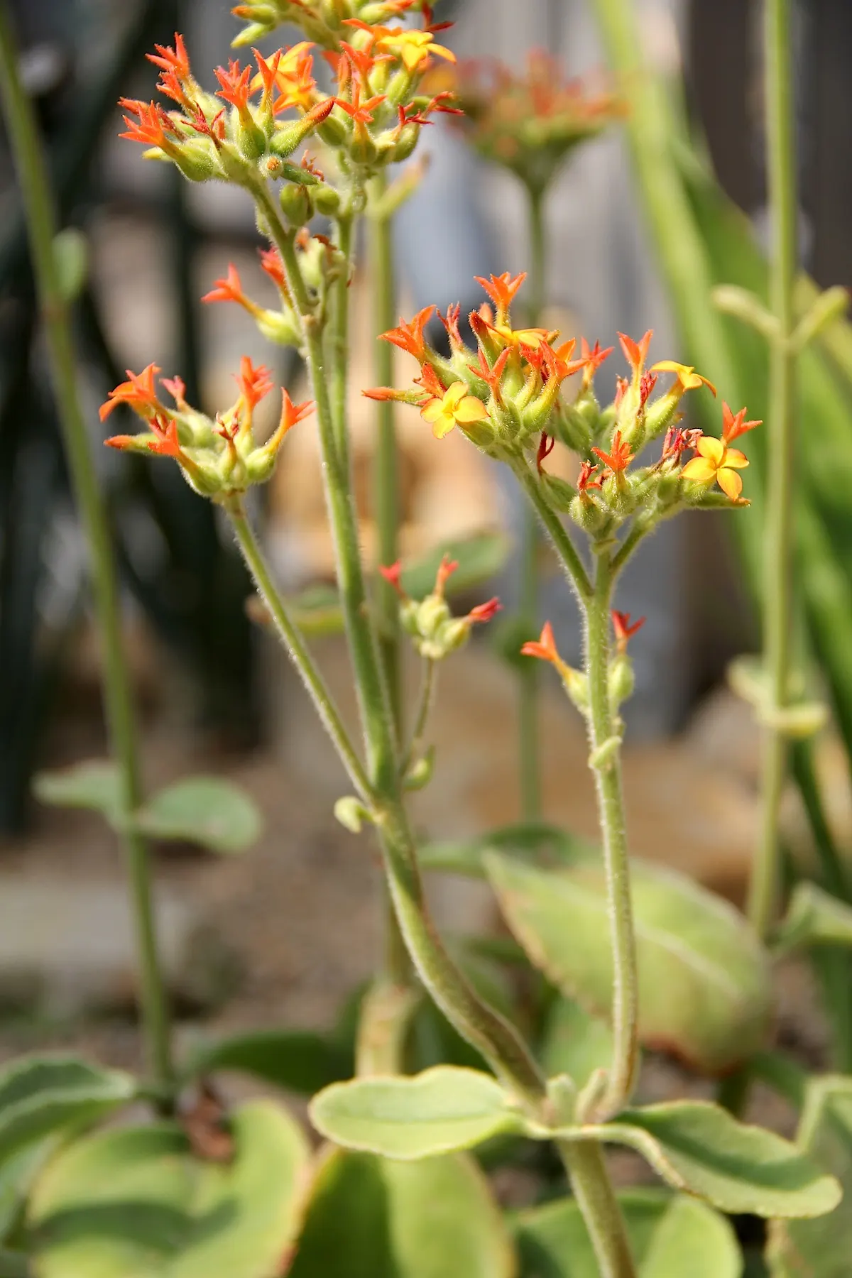 Kalanchoe (Kalanchoe Blossfeldiana) — red flowers in the garden; minimal watering is required, image 124