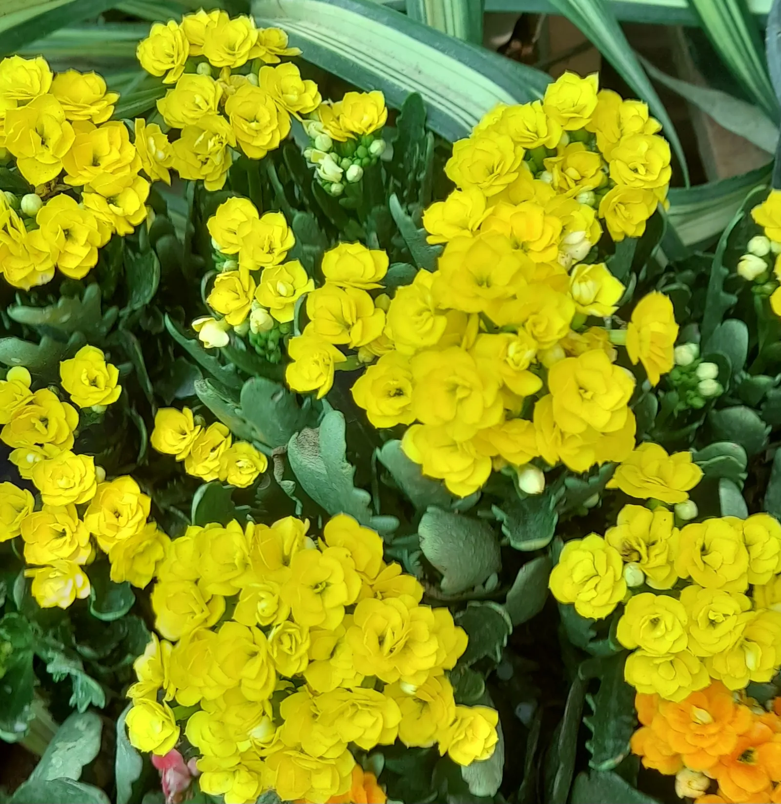 Kalanchoe (Kalanchoe Blossfeldiana) — evergreen succulent known for its resilient nature and showy blooms; often with scalloped edges