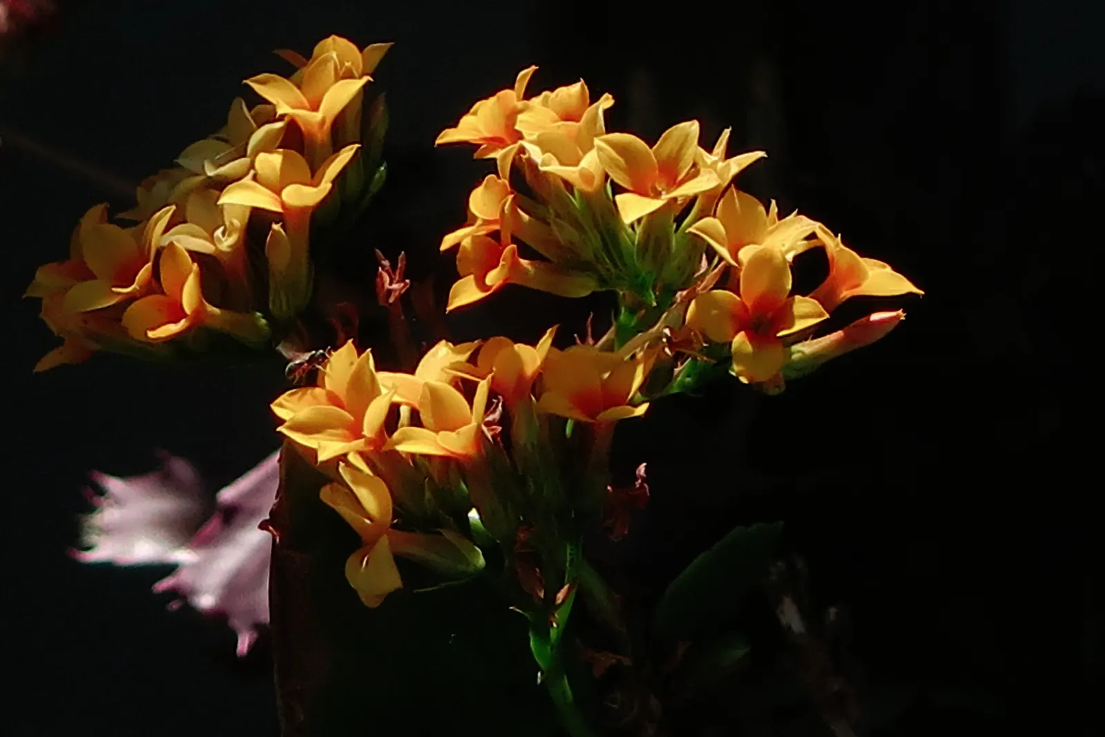 Kalanchoe (Kalanchoe Blossfeldiana) — perennial for full or half