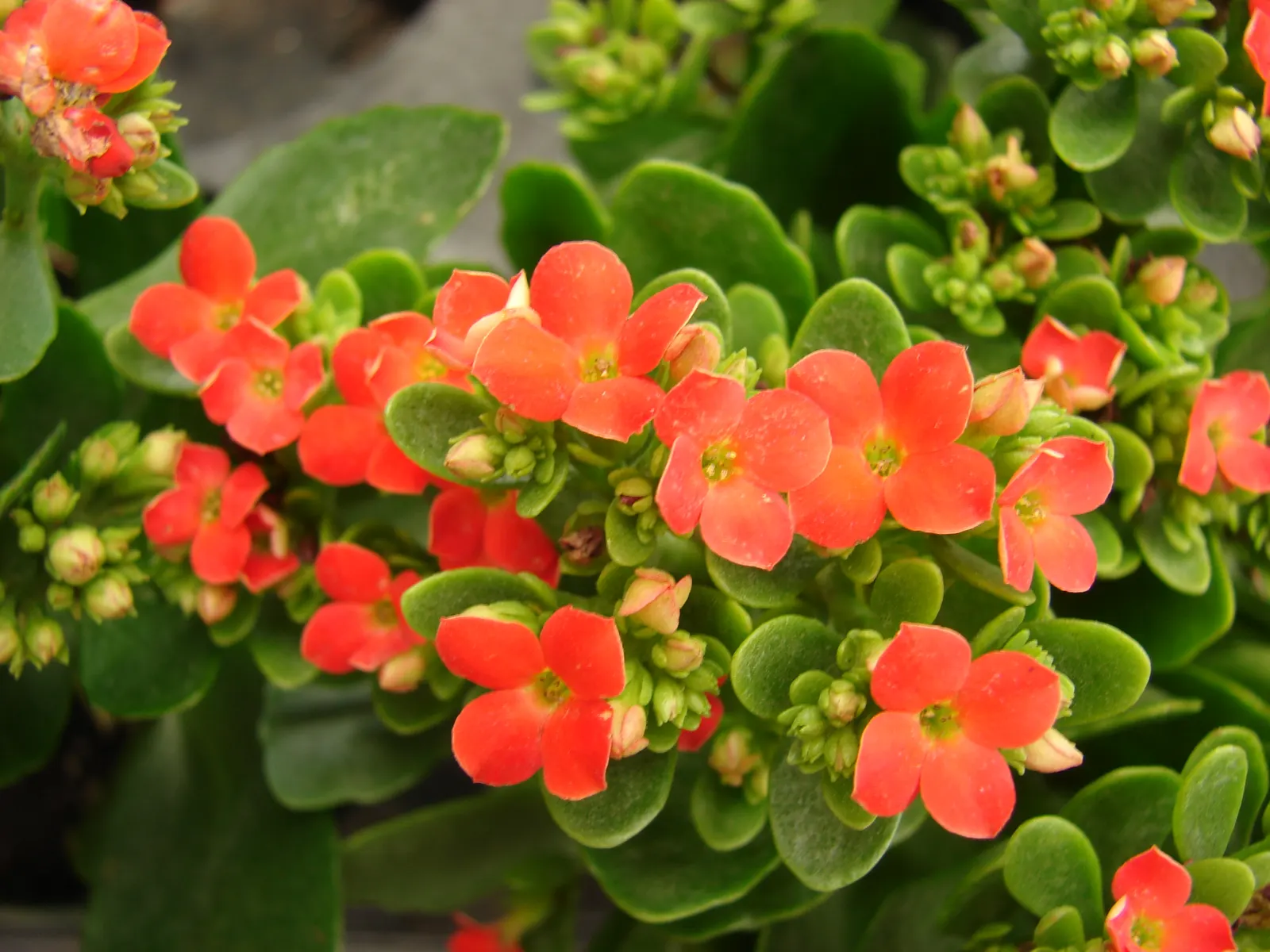 Kalanchoe (Kalanchoe Blossfeldiana) — perennial with red blooms; often with scalloped edges, image 83