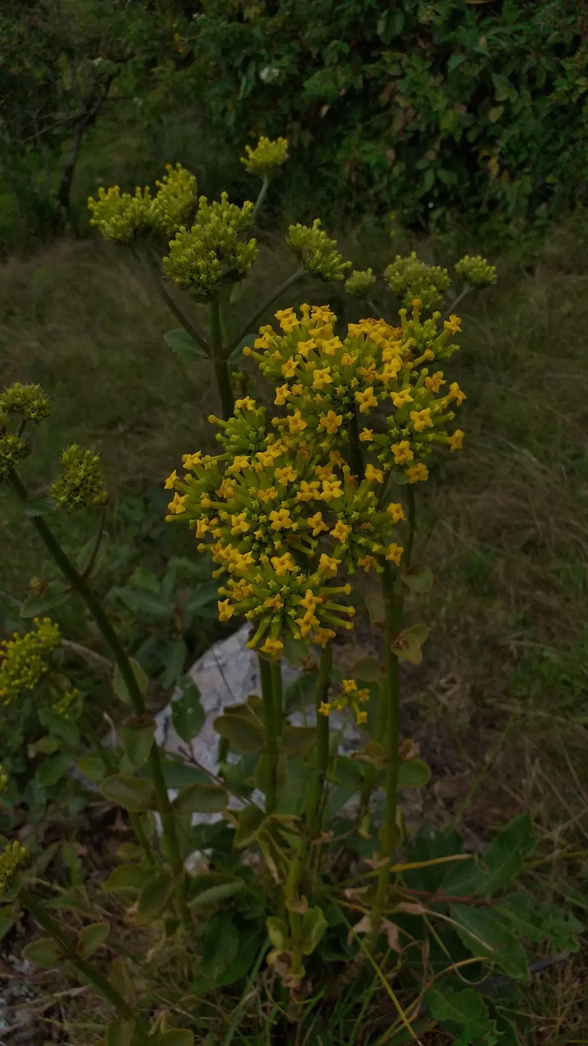 Kalanchoe (Kalanchoe Blossfeldiana) — commonly known as Kalanchoe or Flaming Katy; minimal watering is required, image 49