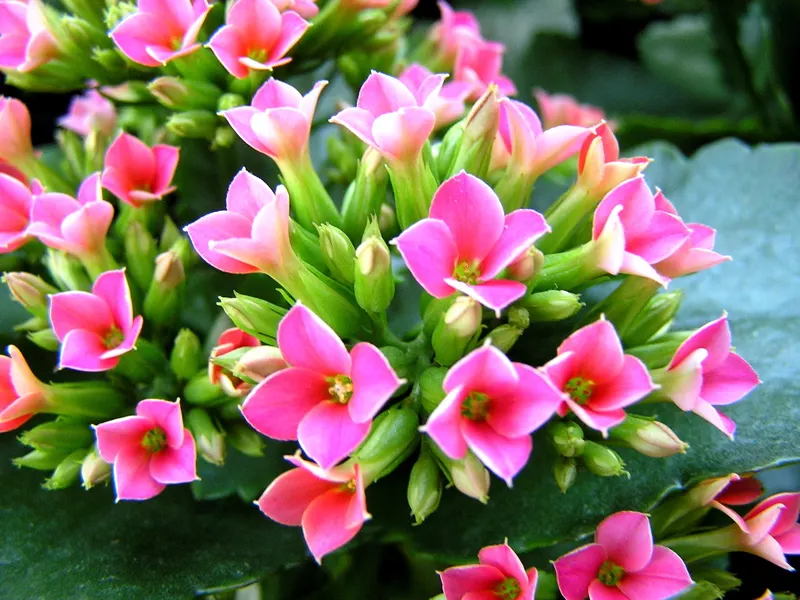 Kalanchoe (Kalanchoe Blossfeldiana) — Deadheading promotes longevity of the bloom period; often with scalloped edges, image 131