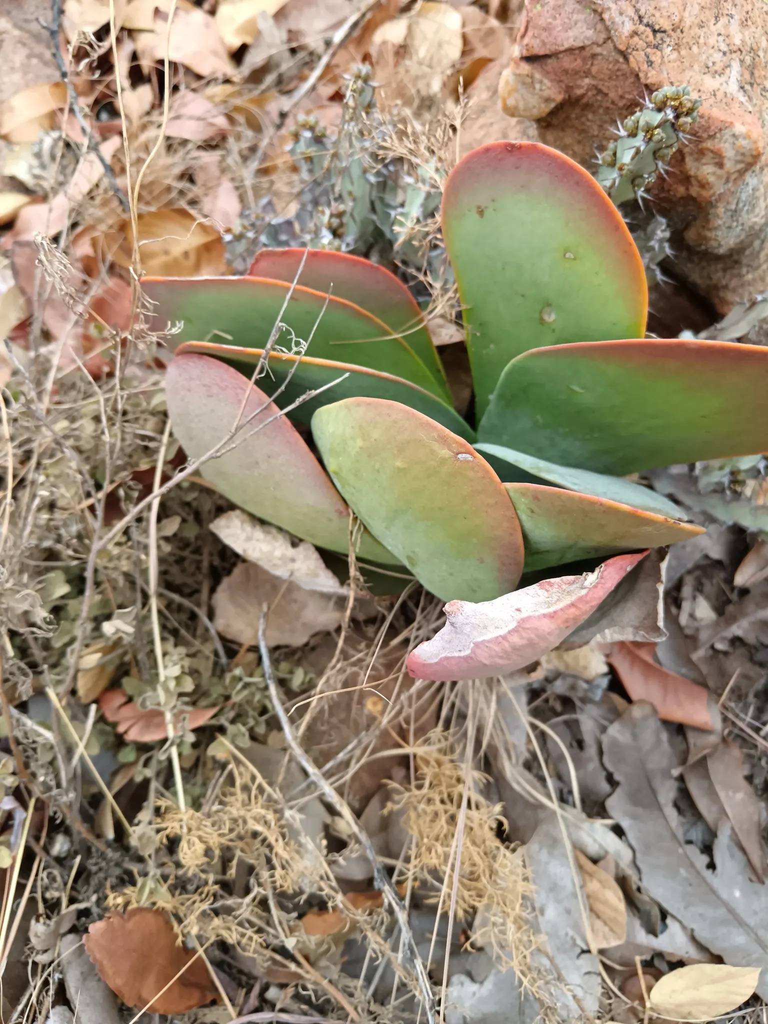 Kalanchoe (Kalanchoe Blossfeldiana) — Kalanchoe blossfeldiana, a succulent perennial, features fleshy leaves and vibrant clusters of flowers, image 106
