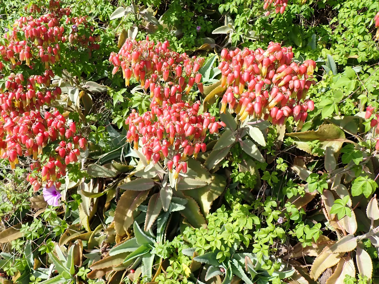 Kalanchoe (Kalanchoe Blossfeldiana) — a common issue in wet conditions