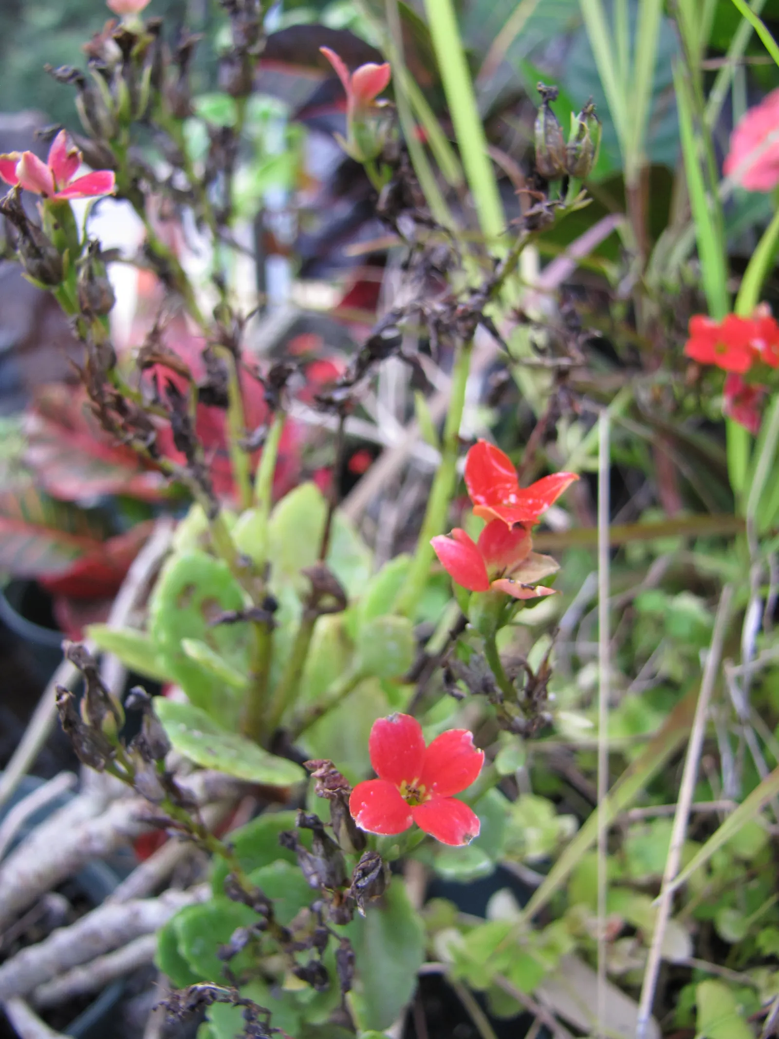 Kalanchoe (Kalanchoe Blossfeldiana) — Add for year-round interest or as a seasonal color pop; its ease of care and colorful disposition are sure to, image 132
