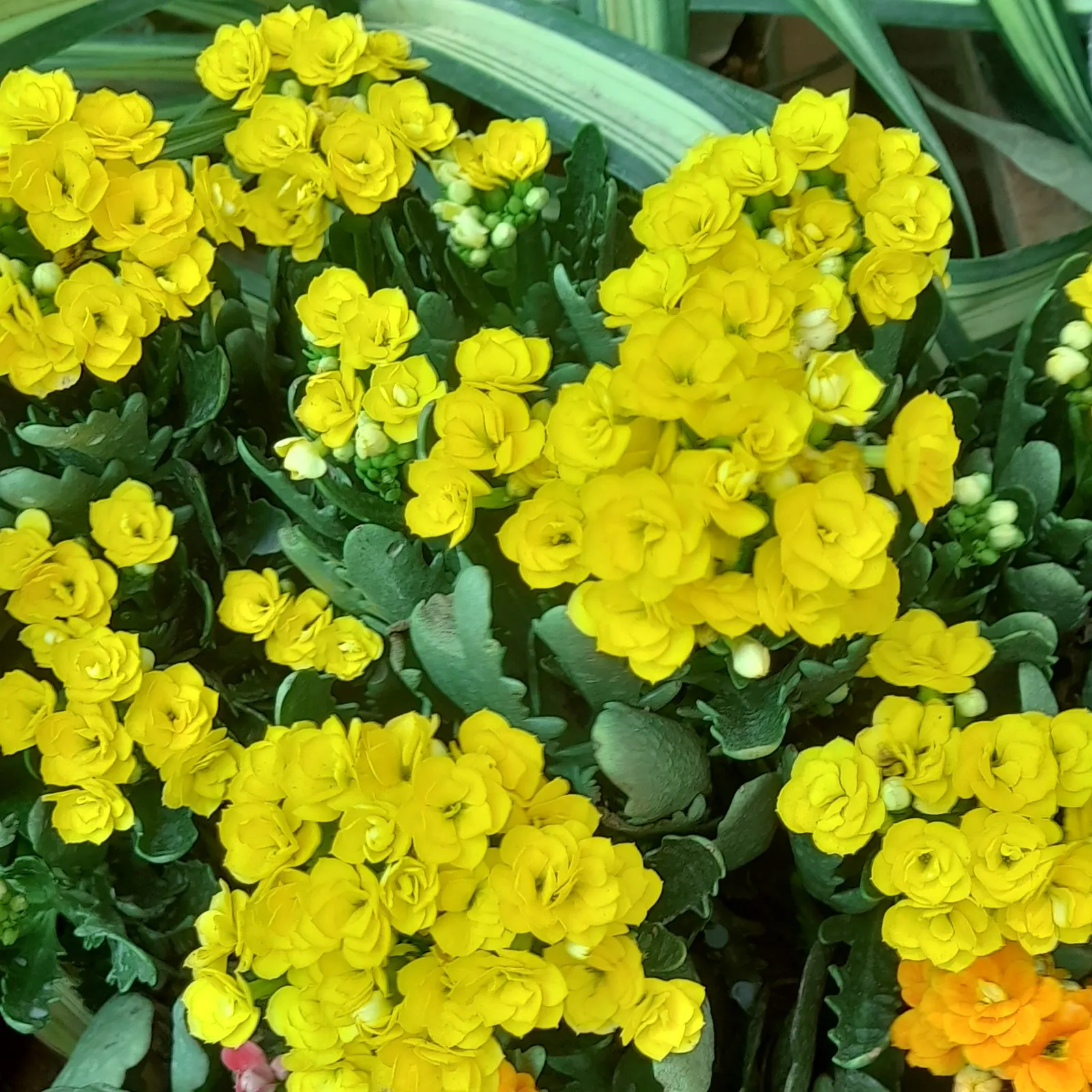 Kalanchoe (Kalanchoe Blossfeldiana) — perennial with red blooms; often with scalloped edges