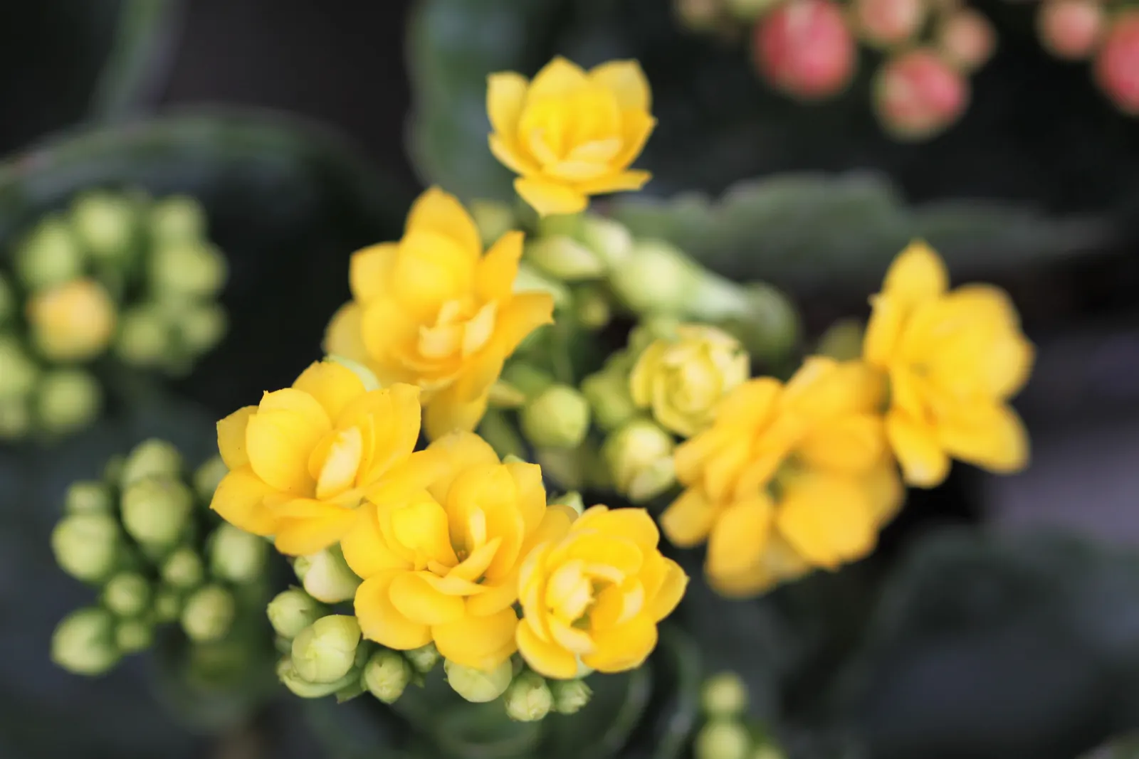 Kalanchoe (Kalanchoe Blossfeldiana) — This plant typically reaches a modest height of 6 to 18 inches with a similar spread; its ease of care and, image 114