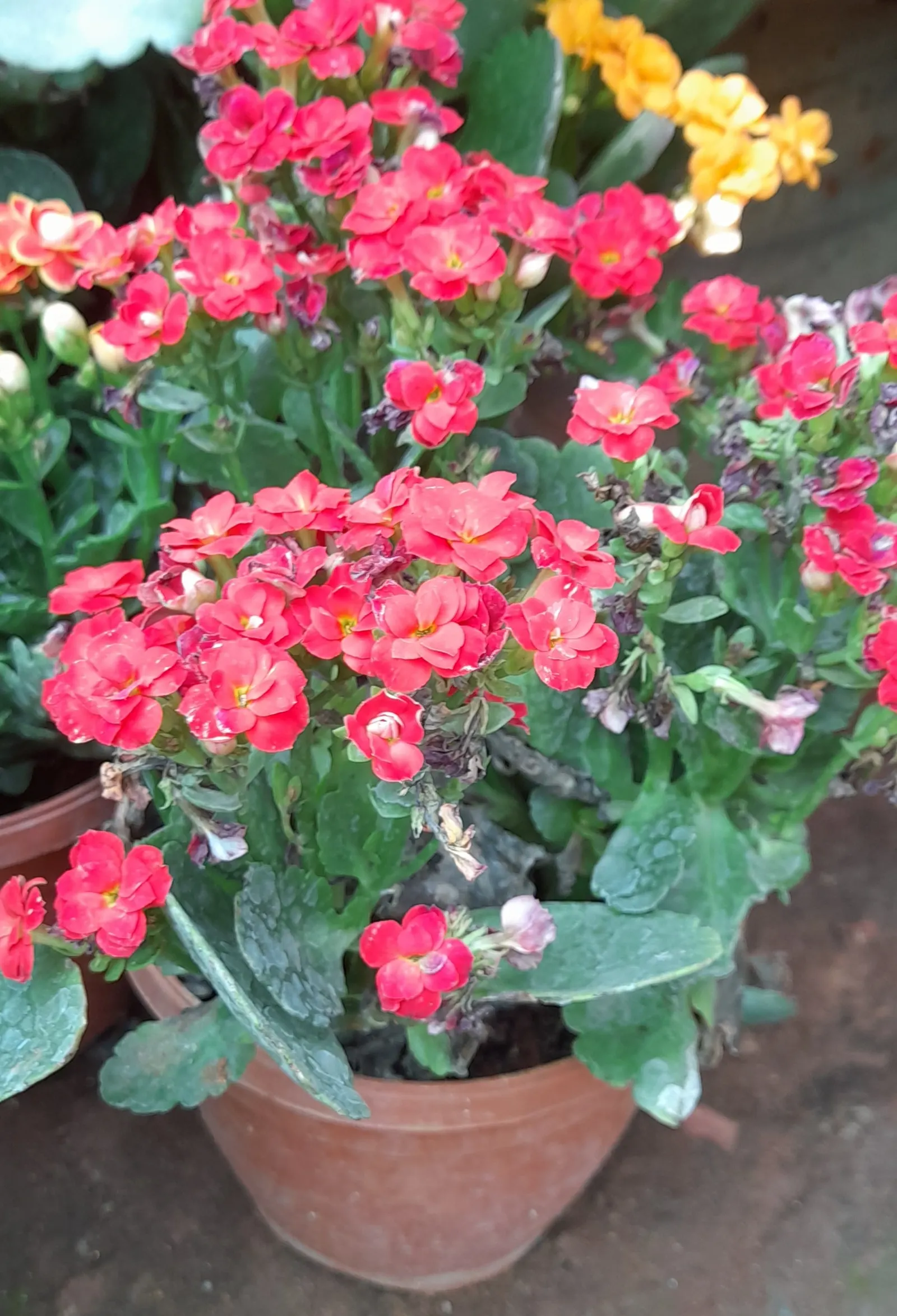 Kalanchoe (Kalanchoe Blossfeldiana) — Typically 6-18 inches tall with a spread of 6-12 inches, it is suitable for container gardening; its ease of, image 108