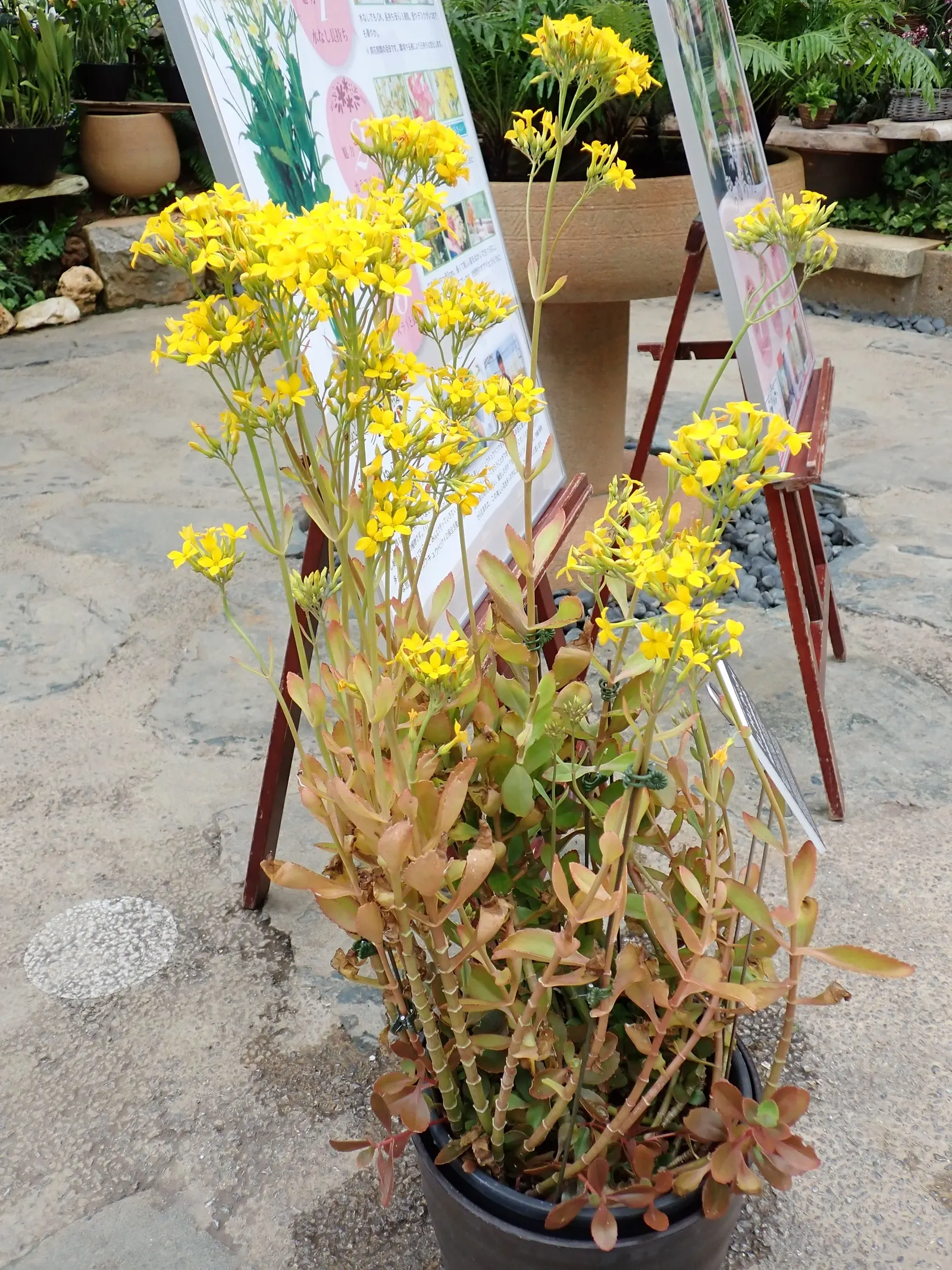 Kalanchoe (Kalanchoe Blossfeldiana) — Minimal watering is required, image 109