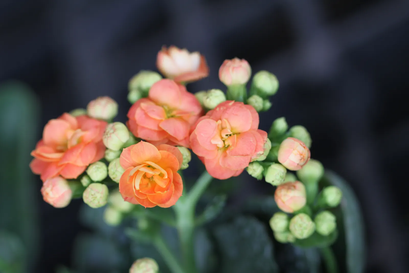 Kalanchoe (Kalanchoe Blossfeldiana) — commonly known as Kalanchoe or Flaming Katy; minimal watering is required, image 154