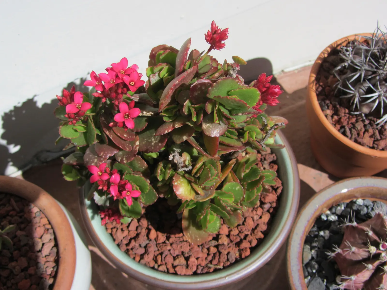 Kalanchoe (Kalanchoe Blossfeldiana) — This succulent enjoys bright; its ease of care and colorful disposition are sure to make it a charming asset, image 141