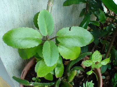 Kalanchoe (Kalanchoe Blossfeldiana) — a common issue in wet conditions; often with scalloped edges