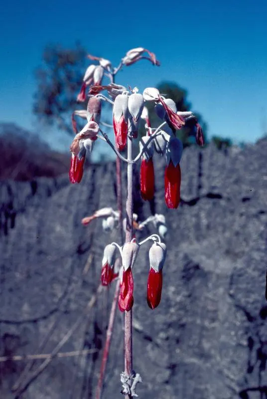 Kalanchoe (Kalanchoe Blossfeldiana) — red flowers in the garden; minimal watering is required, image 145
