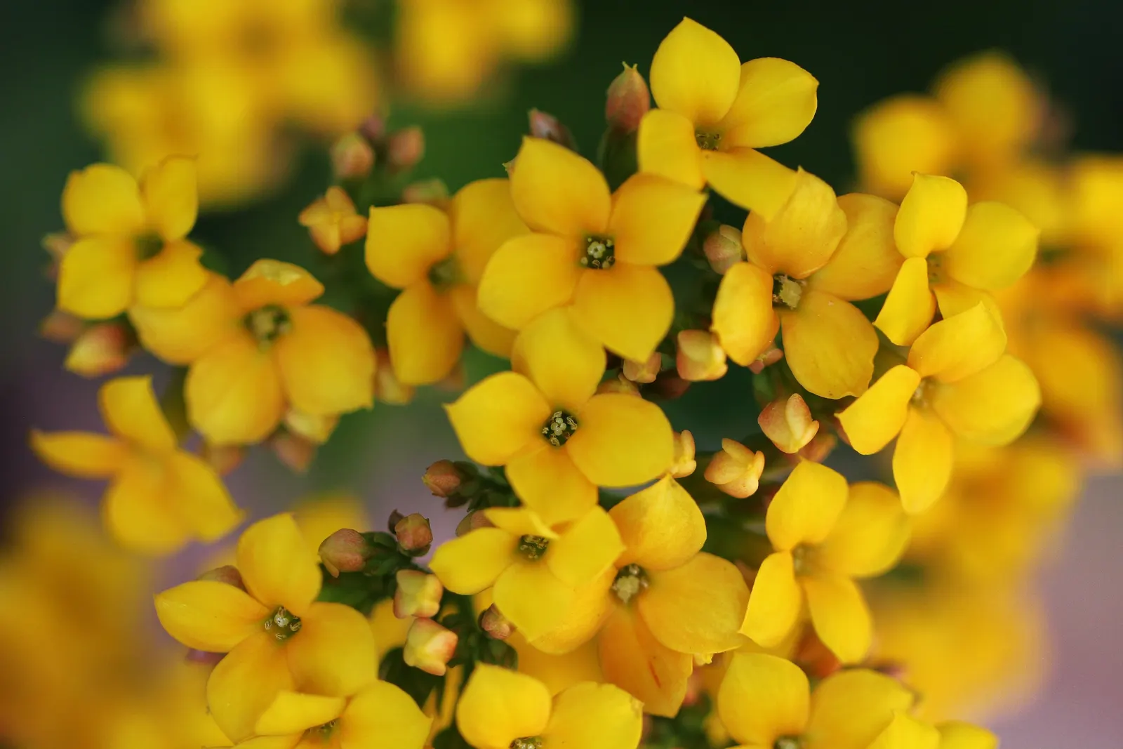 Kalanchoe (Kalanchoe Blossfeldiana) — This plant typically reaches a modest height of 6 to 18 inches with a similar spread; its ease of care and, image 72