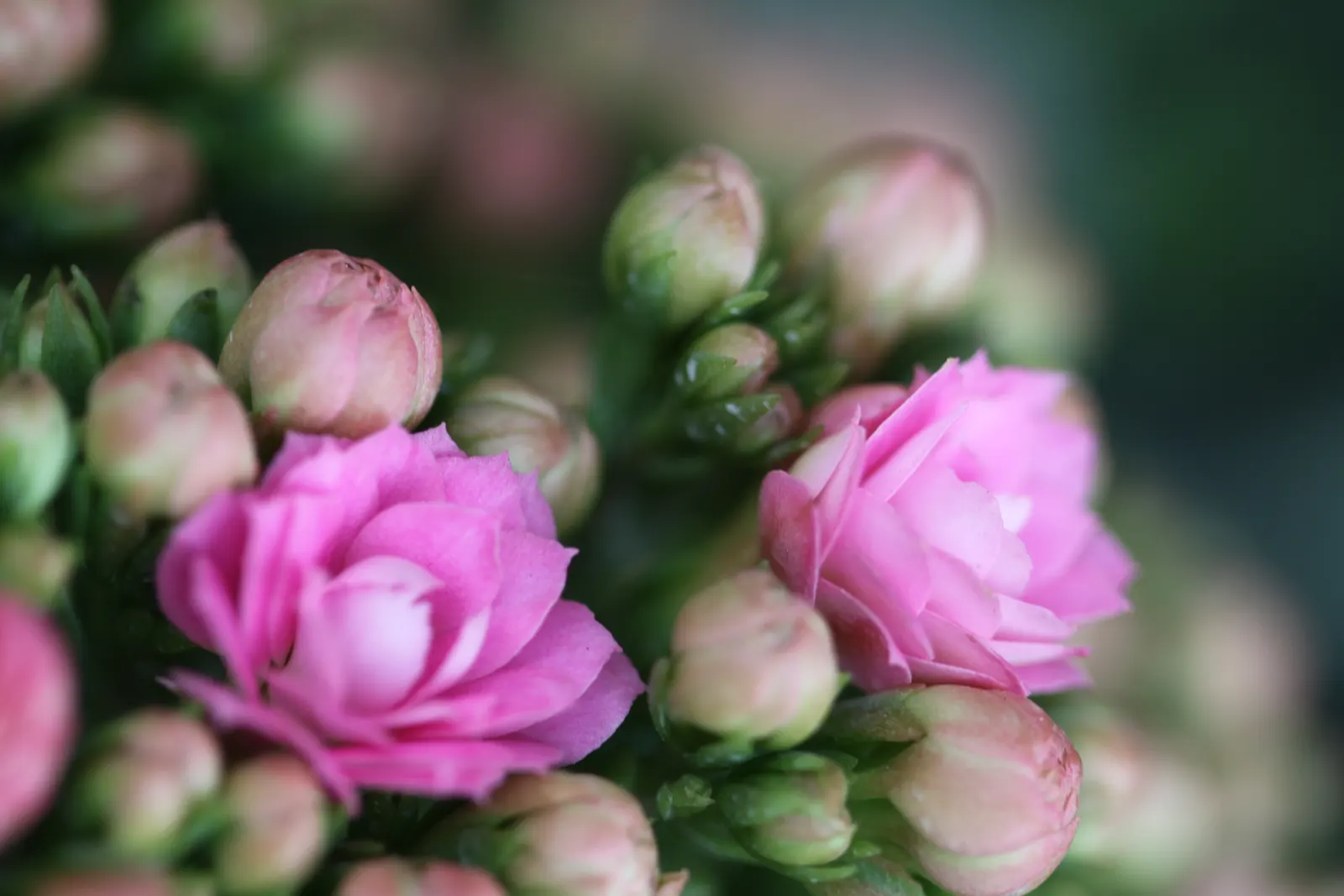 Kalanchoe (Kalanchoe Blossfeldiana) — often with scalloped edges, image 53