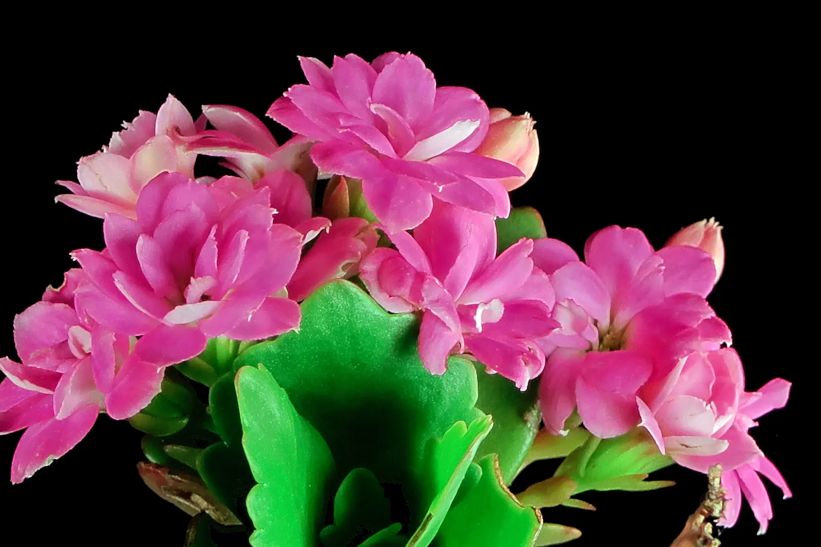 Kalanchoe (Kalanchoe Blossfeldiana) — This succulent enjoys bright; its ease of care and colorful disposition are sure to make it a charming asset, image 162