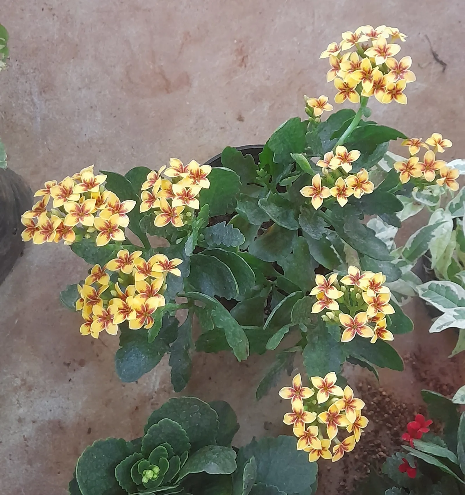 Kalanchoe (Kalanchoe Blossfeldiana) — This succulent enjoys bright; its ease of care and colorful disposition are sure to make it a charming asset, image 57
