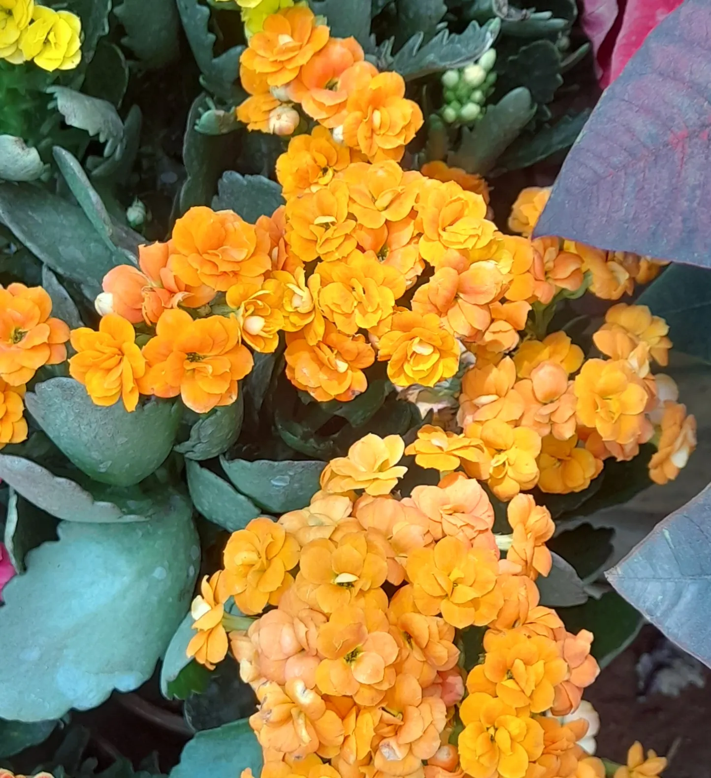 Kalanchoe (Kalanchoe Blossfeldiana) — evergreen succulent known for its resilient nature and showy blooms; often with scalloped edges, image 176
