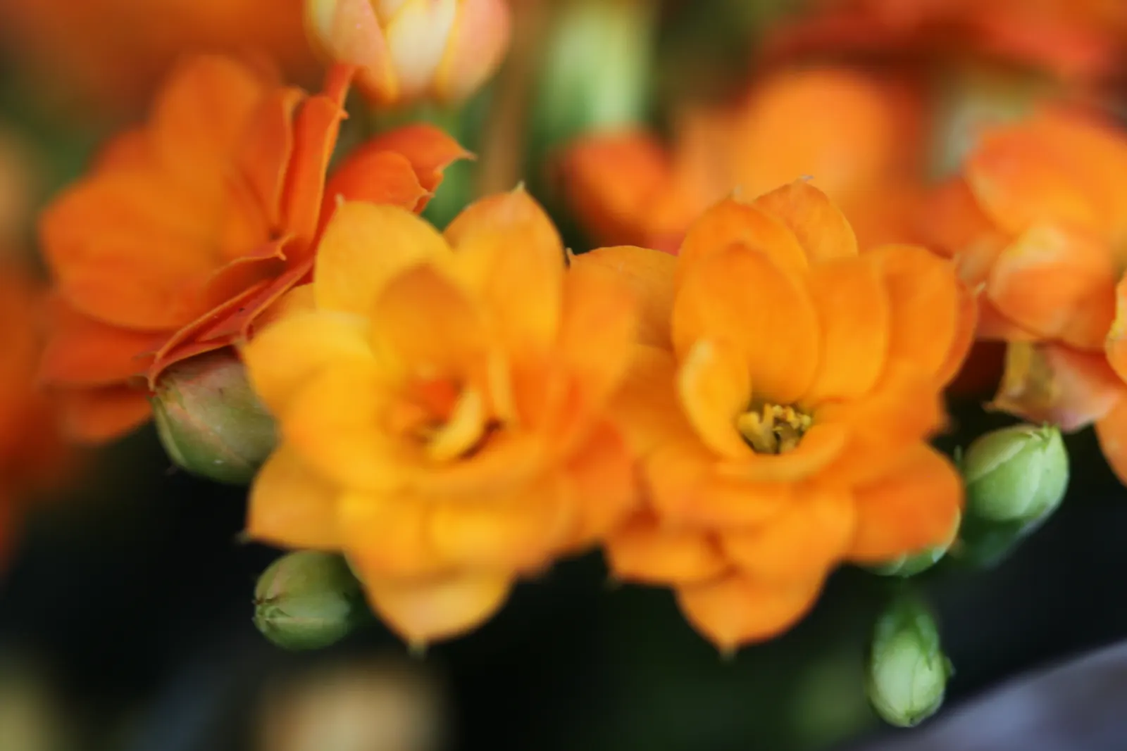 Kalanchoe (Kalanchoe Blossfeldiana) — consider it for border accents; minimal watering is required, image 100
