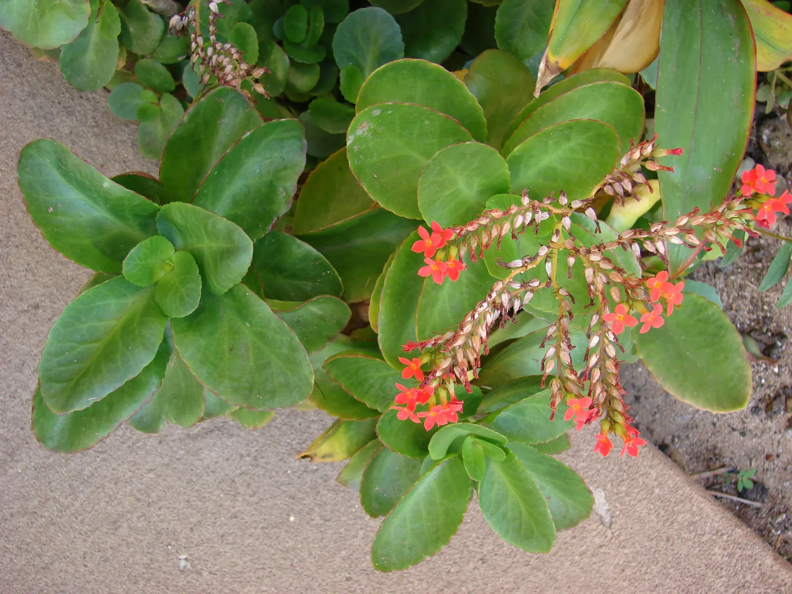 Kalanchoe (Kalanchoe Blossfeldiana) — evergreen succulent known for its resilient nature and showy blooms; often with scalloped edges, image 92