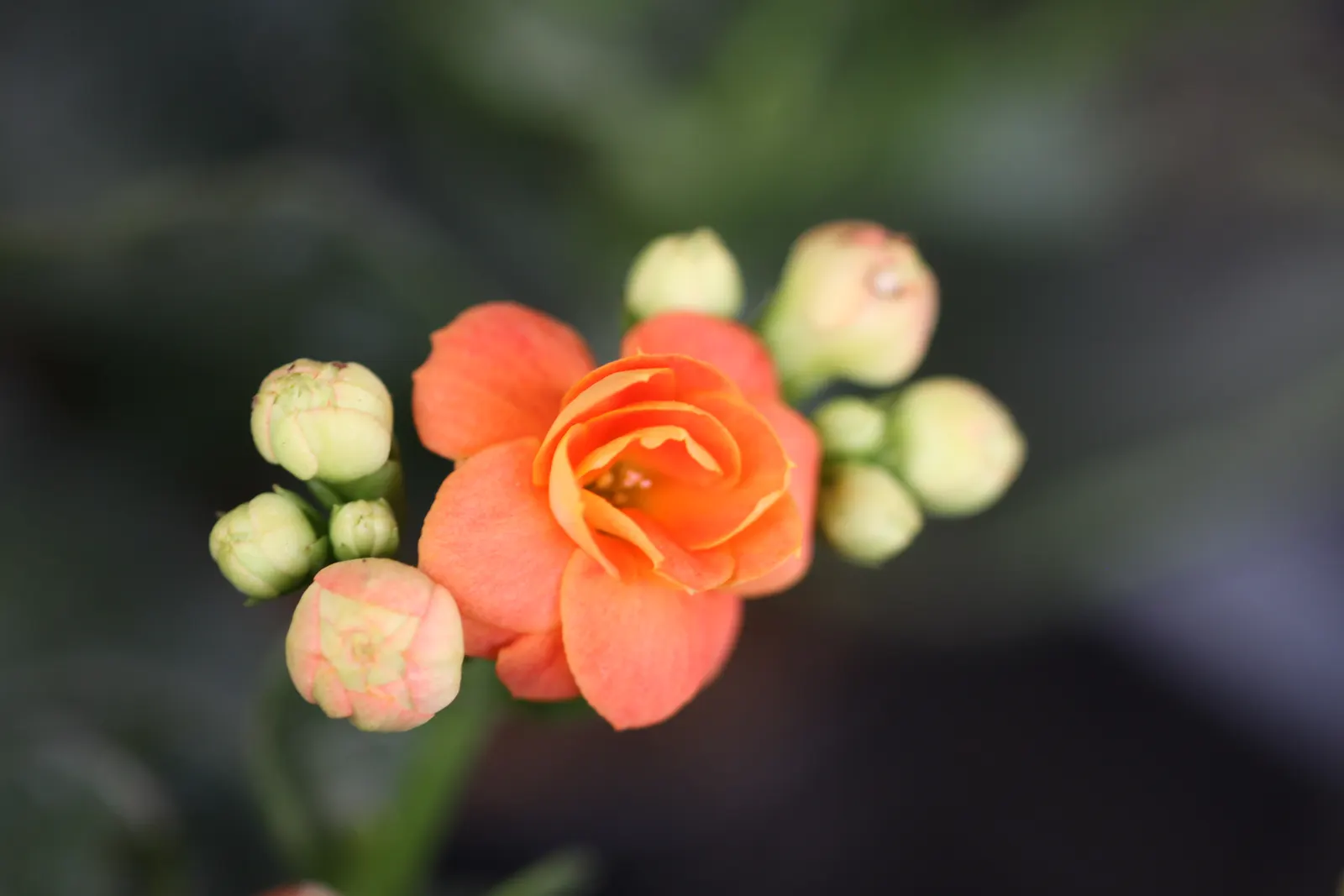 Kalanchoe (Kalanchoe Blossfeldiana) — Minimal watering is required, image 172