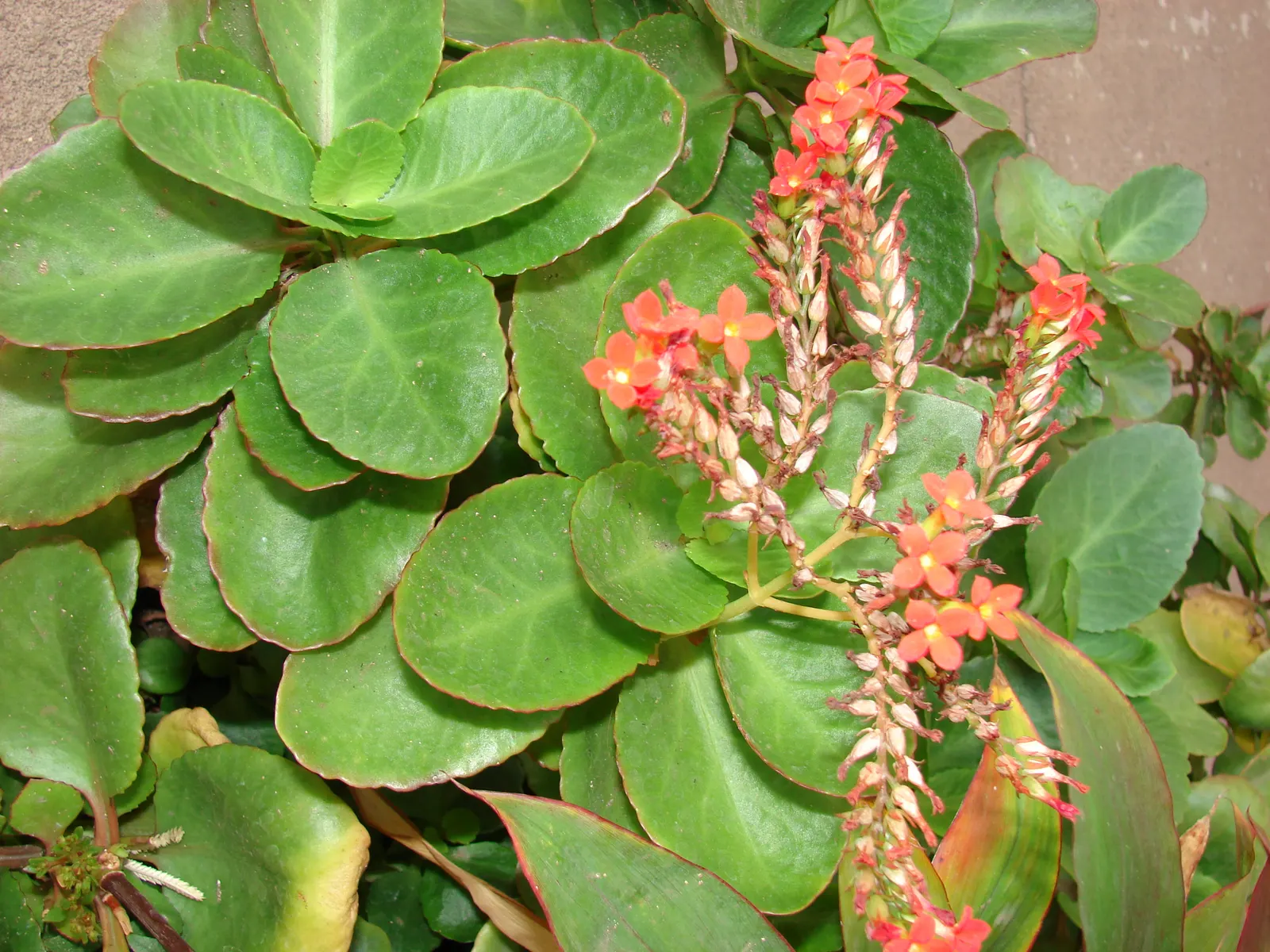Kalanchoe (Kalanchoe Blossfeldiana) — commonly known as Kalanchoe or Flaming Katy; minimal watering is required
